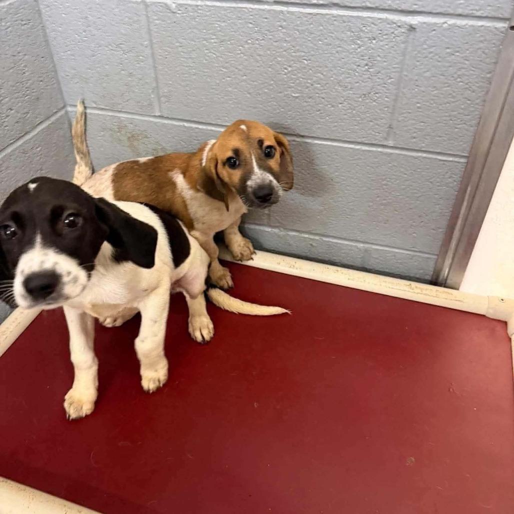 Enlarge Peaches, a Adoptable mixed breed in Pasadena , MD image 1/1
