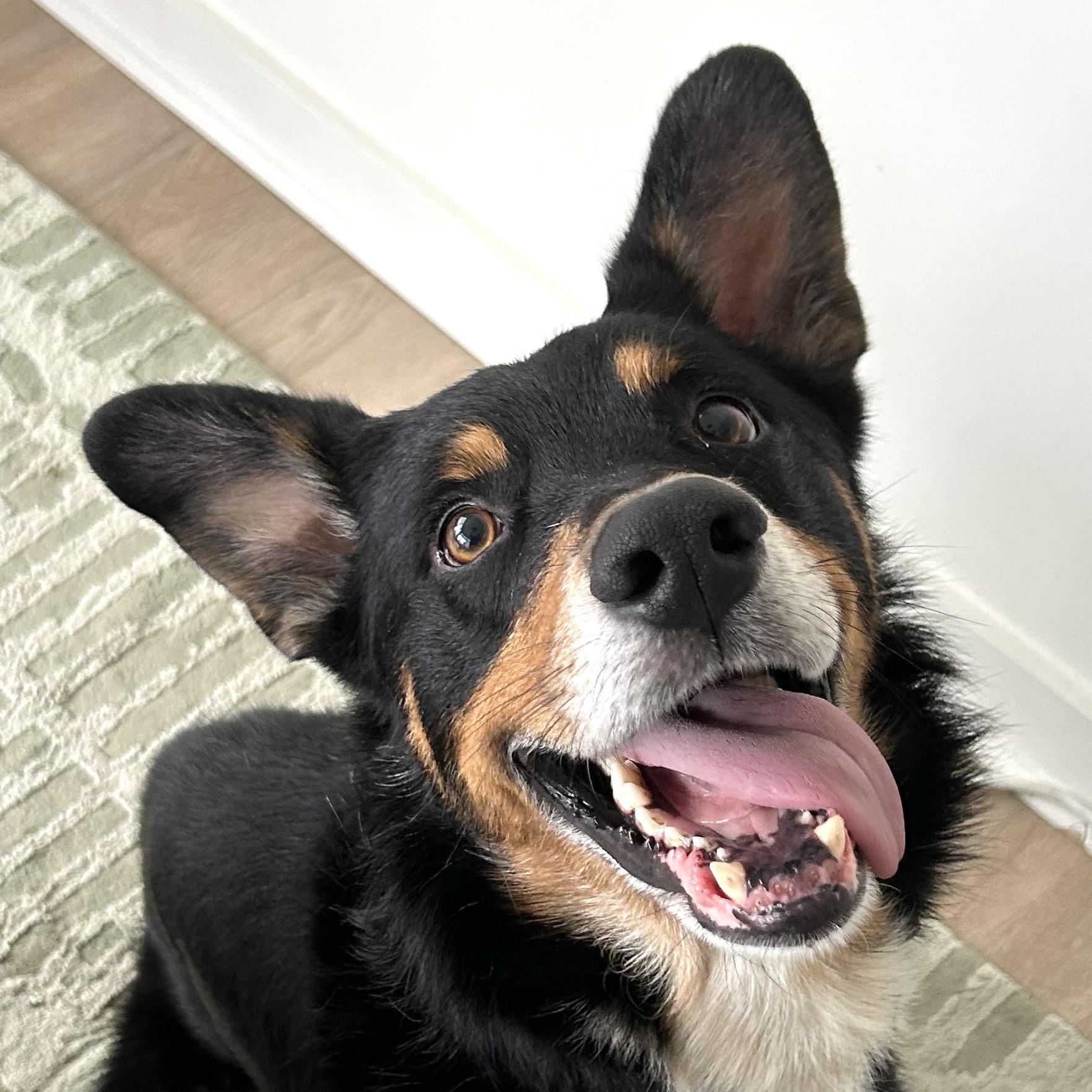 Oliver, ADOPTABLE, Adult Male Australian Shepherd.