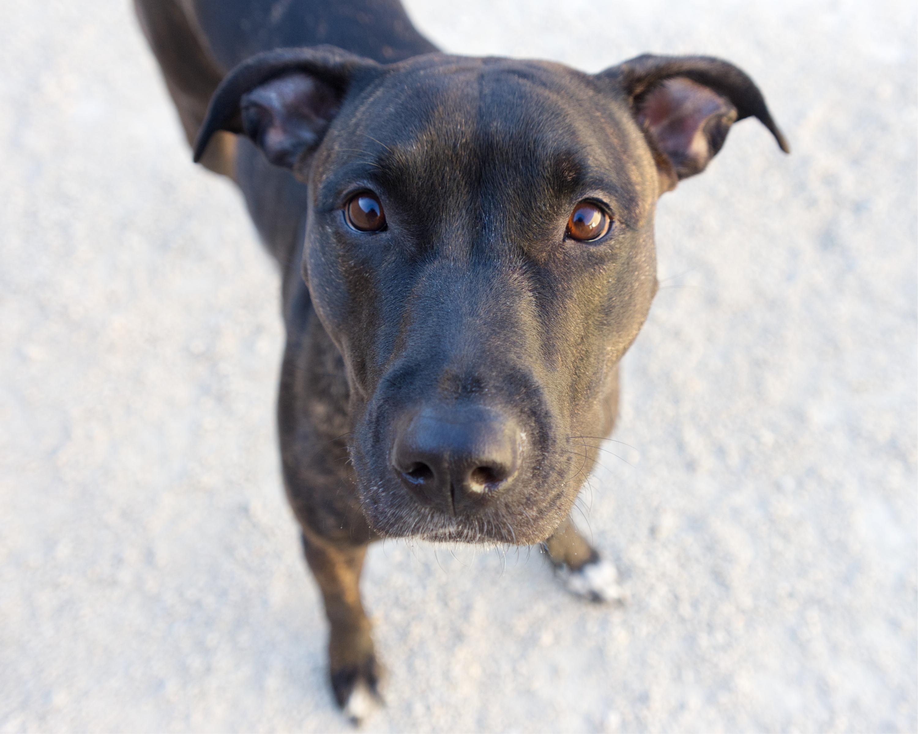 Honey - In foster, adoptable, Adult Female Mastiff.