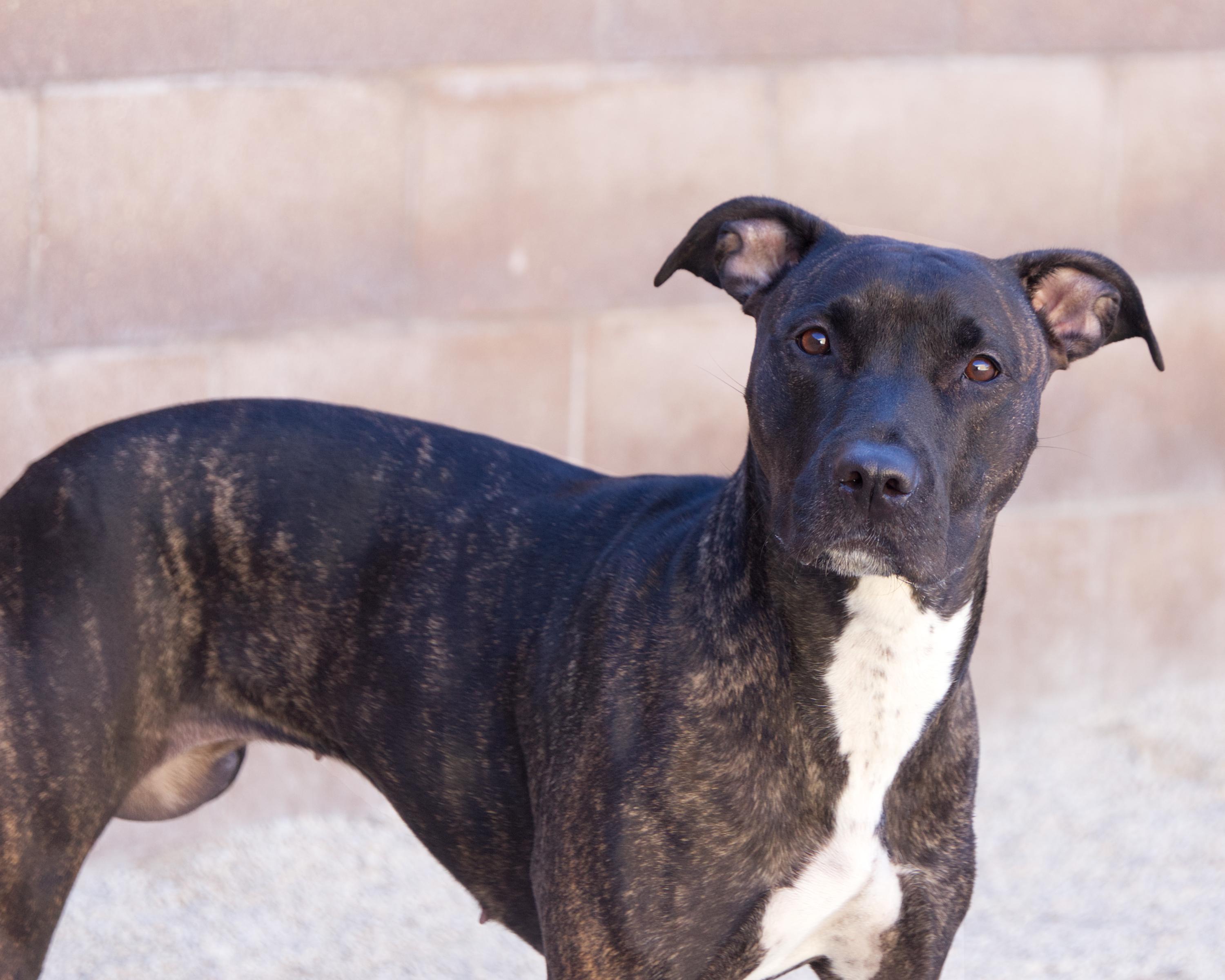 Honey, adoptable, Adult Female Mastiff.