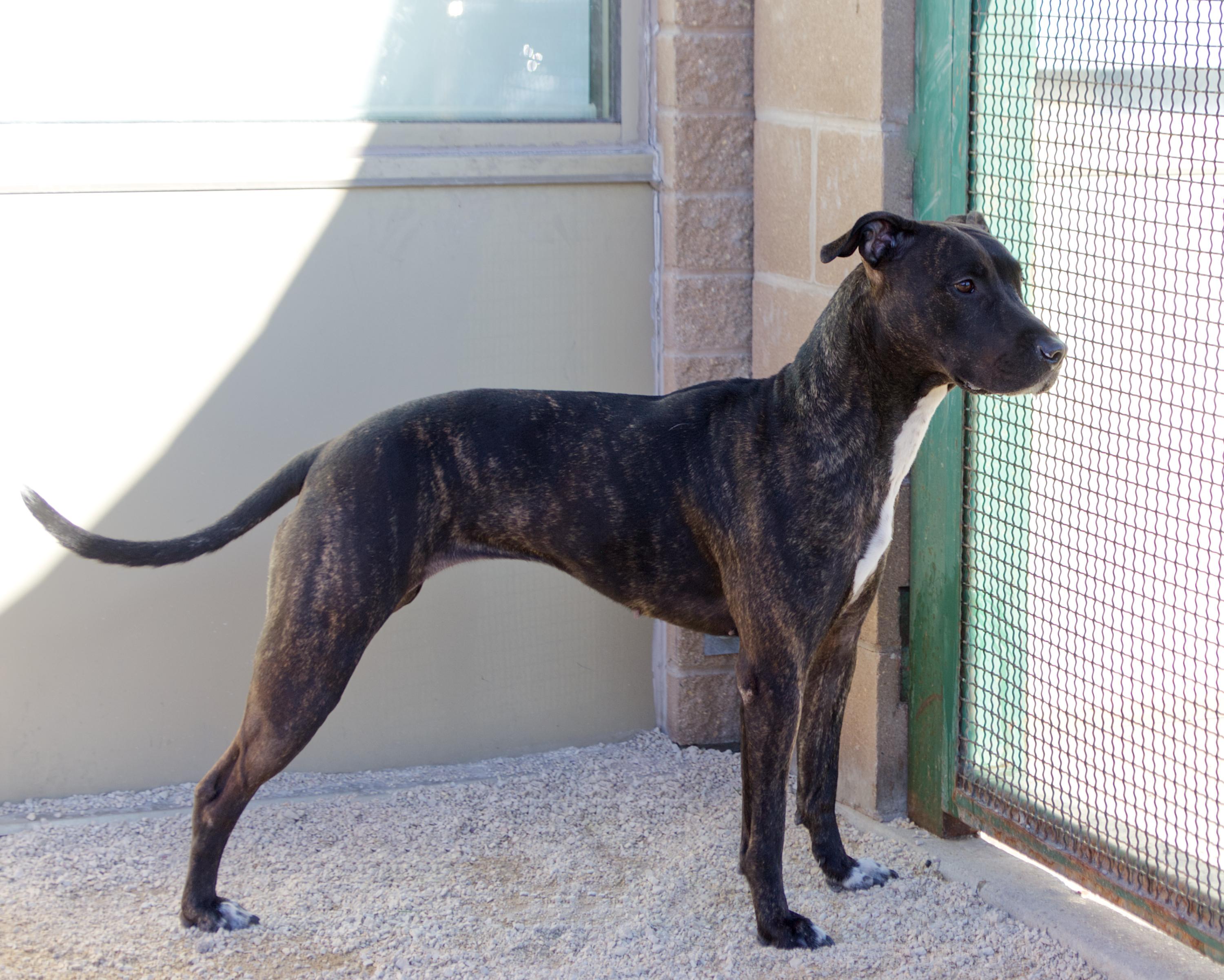 Honey, an adoptable mixed breed in Winnipeg, MB image 3/3