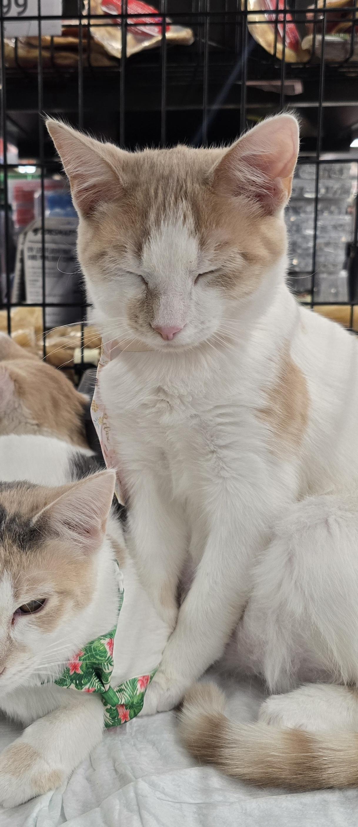 Enlarge Oak St. kittens OWEN & ORYAN , a Adoptable Domestic Short Hair in Perth Amboy , NJ image 3/5