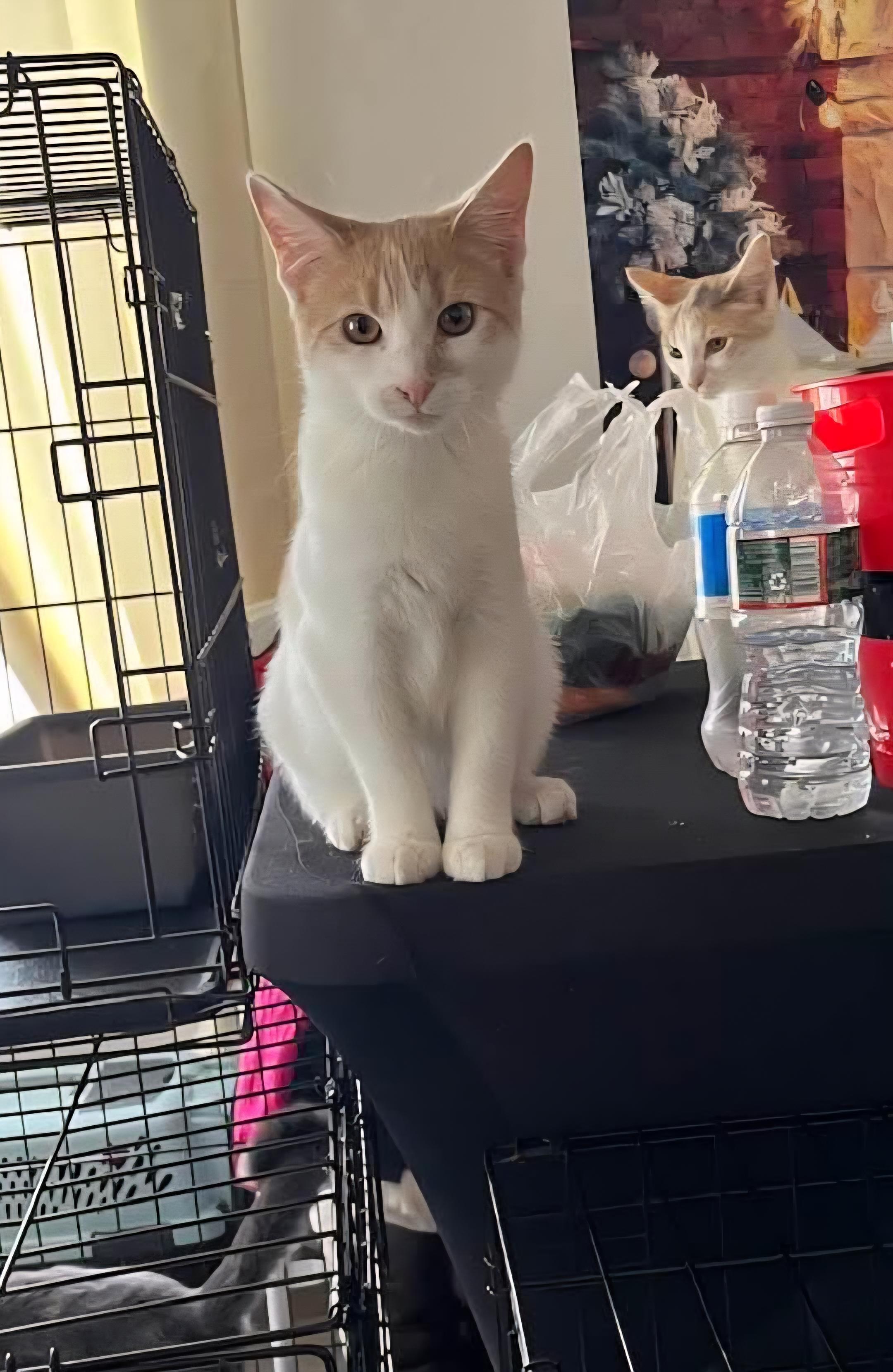 Enlarge Oak St. kittens OWEN & ORYAN , a Adoptable Domestic Short Hair in Perth Amboy , NJ image 4/5