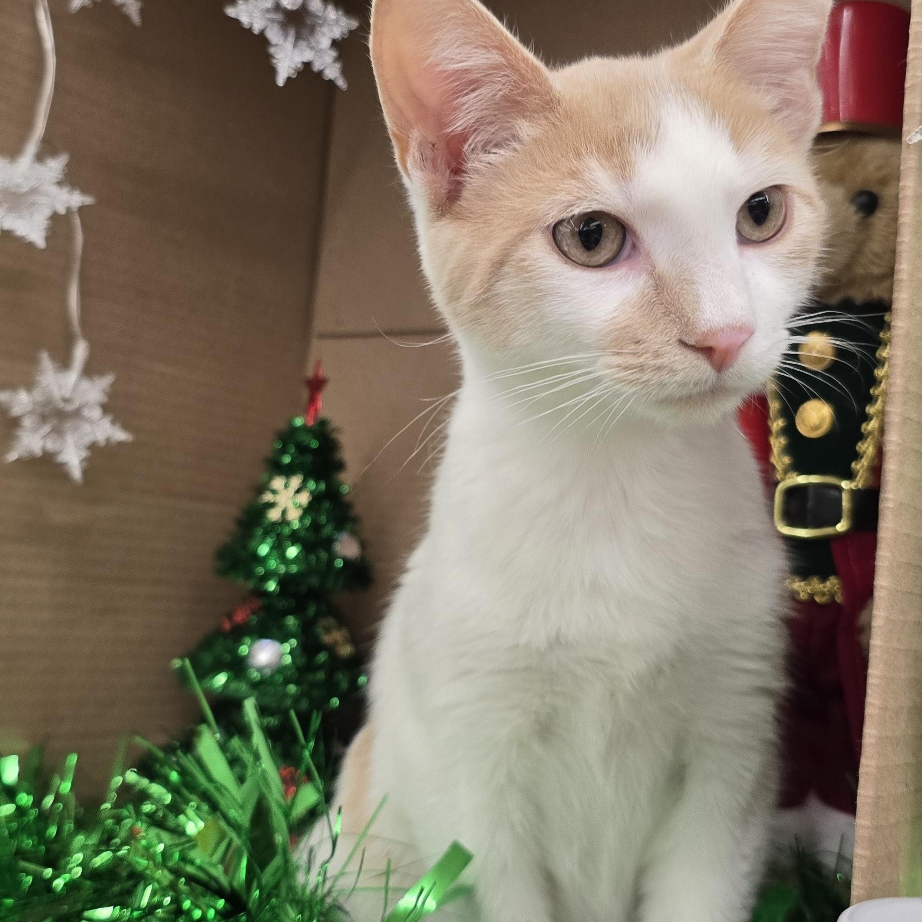 Enlarge Oak St. kittens OWEN & ORYAN , a Adoptable Domestic Short Hair in Perth Amboy , NJ image 2/5