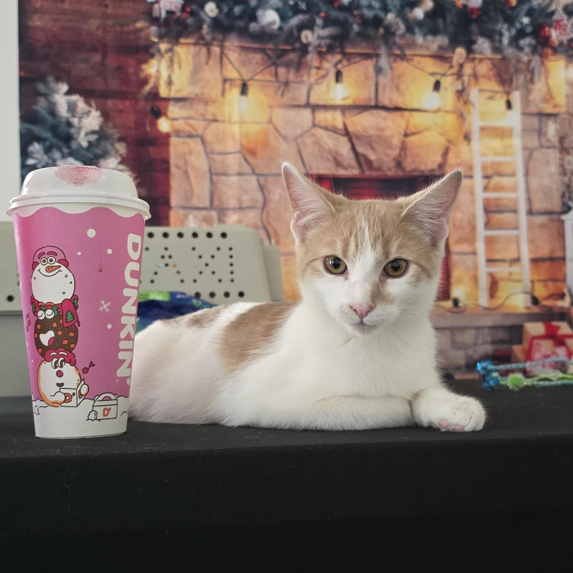 Enlarge Oak St. kittens OWEN & ORYAN , a Adoptable Domestic Short Hair in Perth Amboy , NJ image 5/5