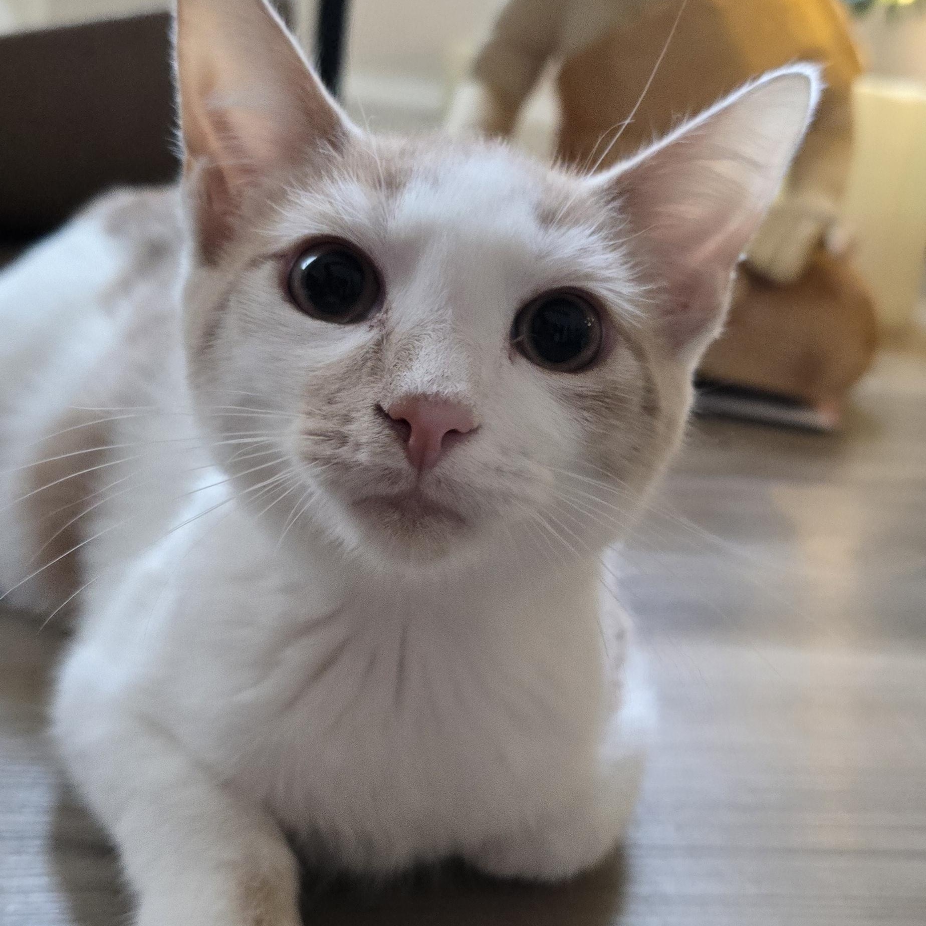 Oak St. kittens OWEN & ORYAN , Adoptable, Young Male Domestic Short Hair.