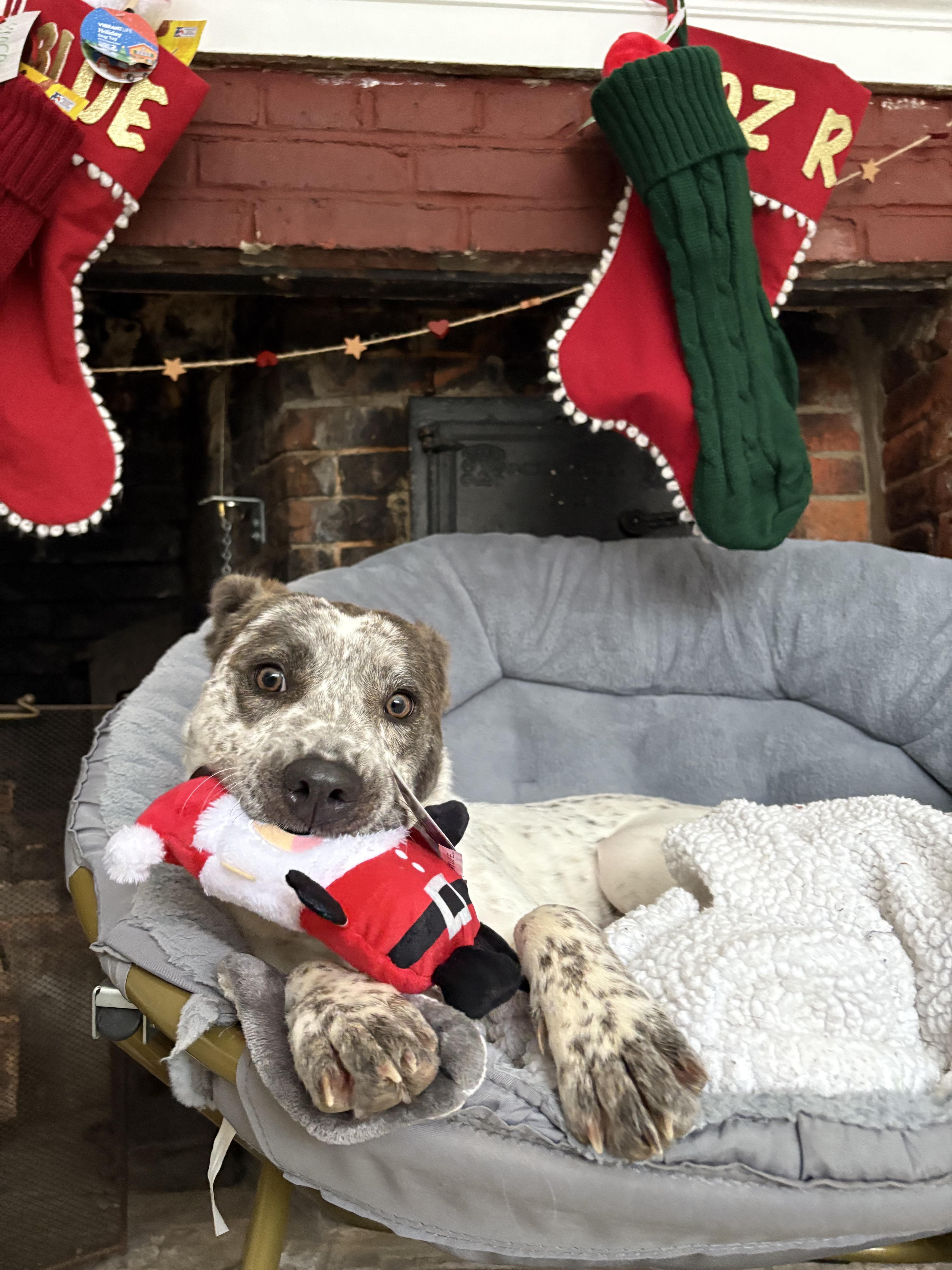 Enlarge Robyn, a ADOPTABLE mixed breed in New Boston, NH image 2/6