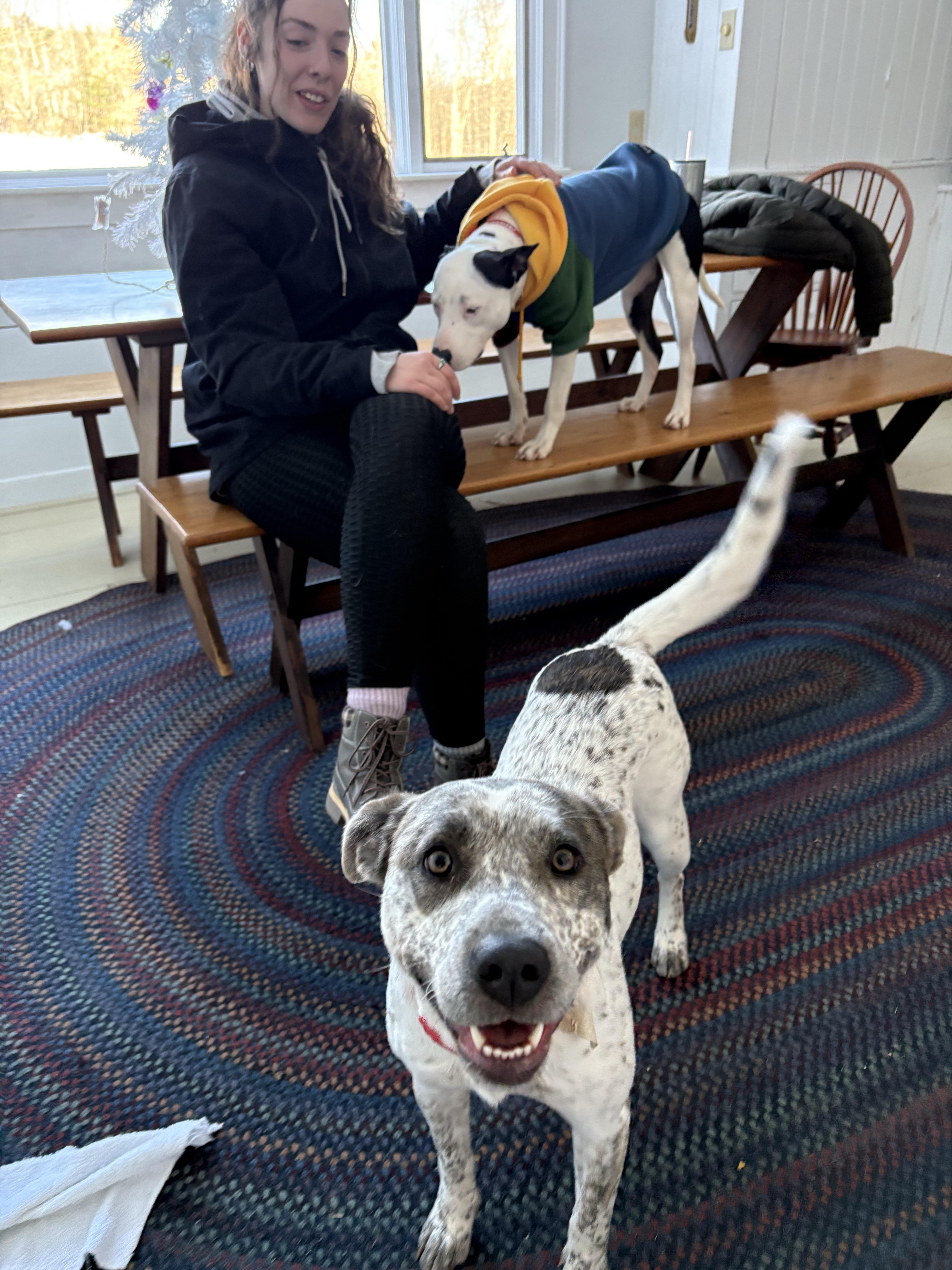 Enlarge Robyn, a ADOPTABLE mixed breed in New Boston, NH image 5/6