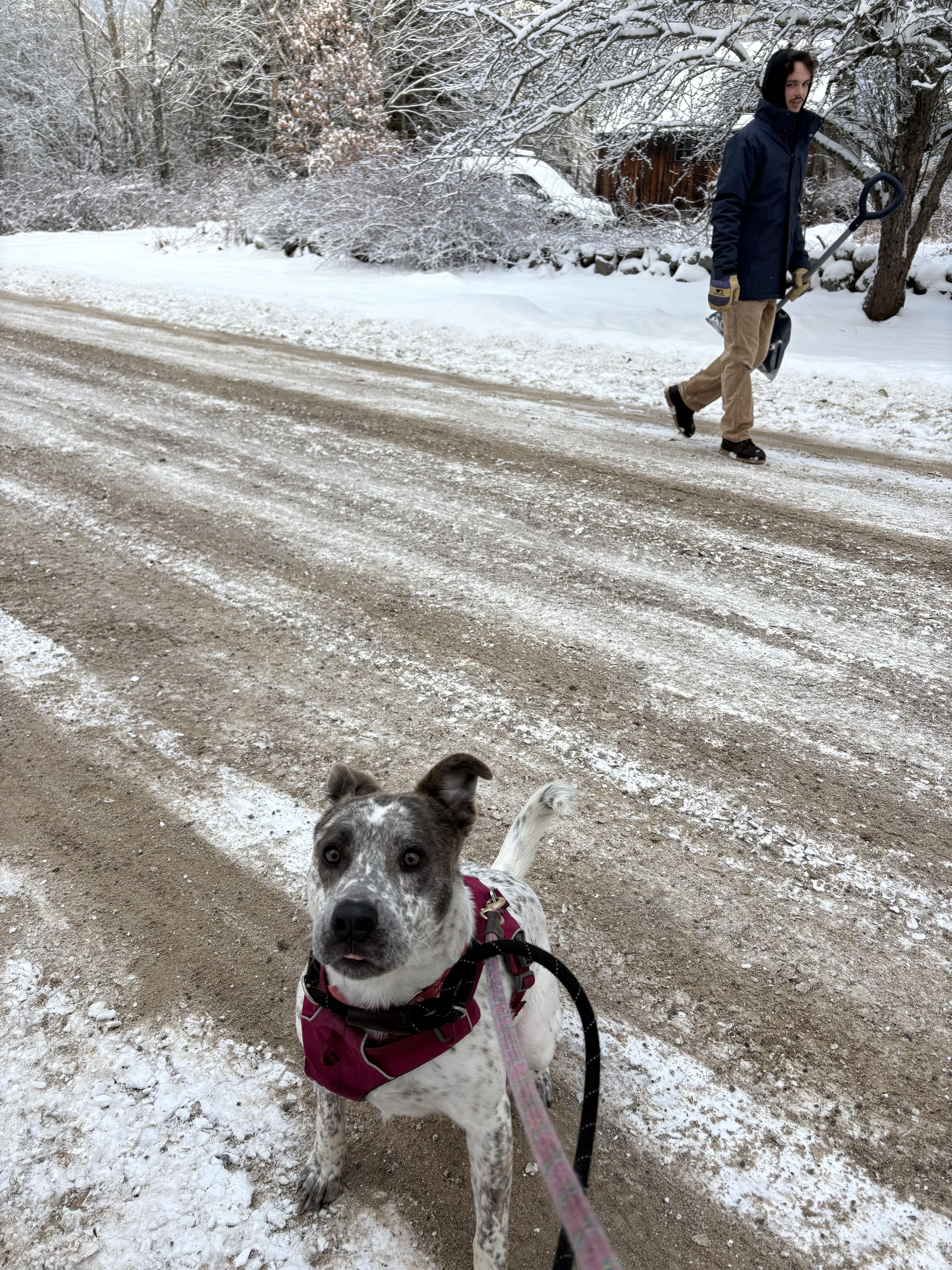 Enlarge Robyn, a ADOPTABLE mixed breed in New Boston, NH image 6/6