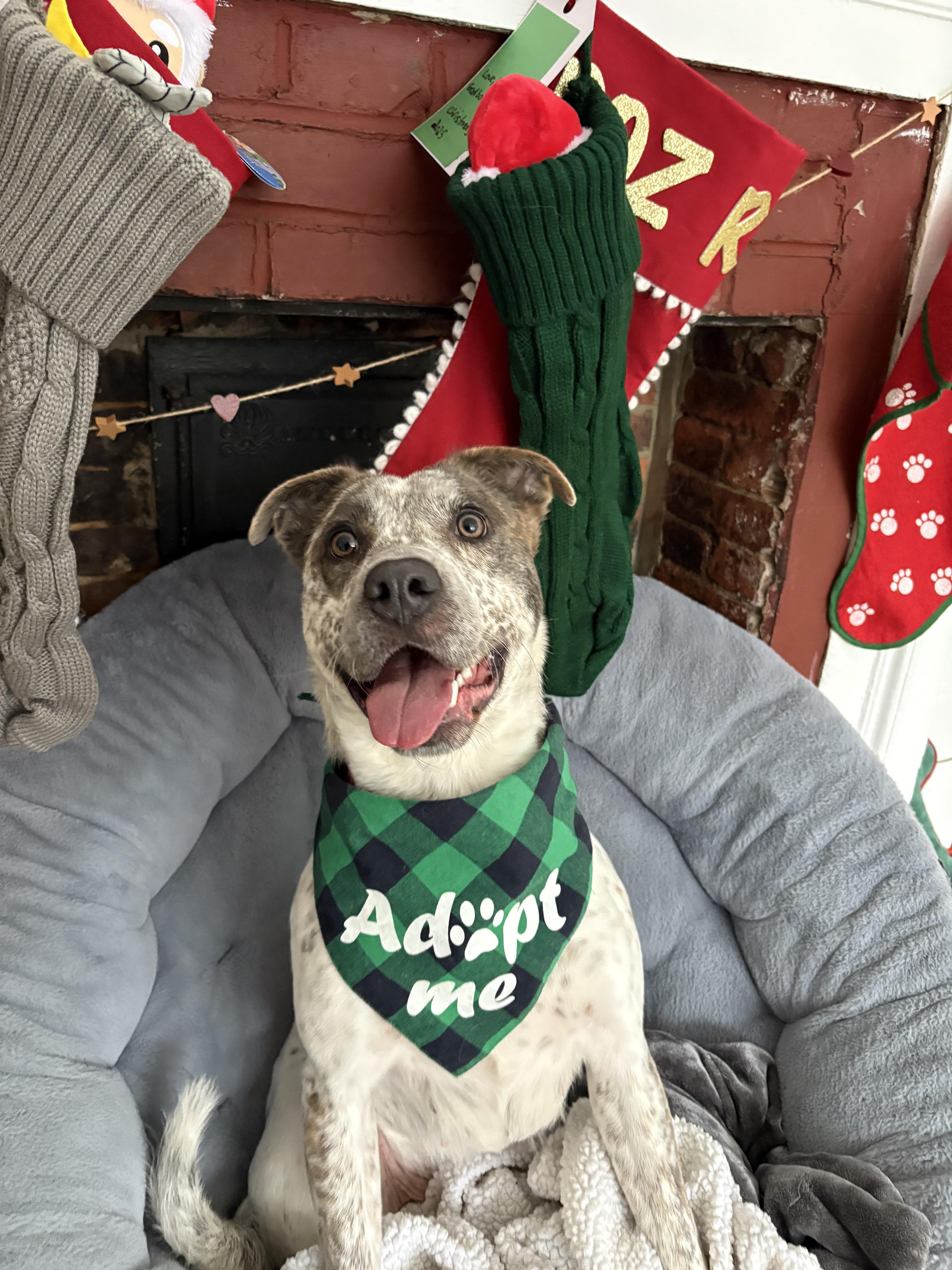 Enlarge Robyn, a ADOPTABLE mixed breed in New Boston, NH image 1/6