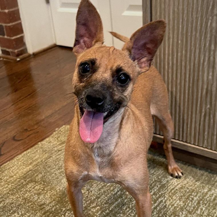 Enlarge Lil Mama, a Adoptable mixed breed in Washington, DC image 1/6