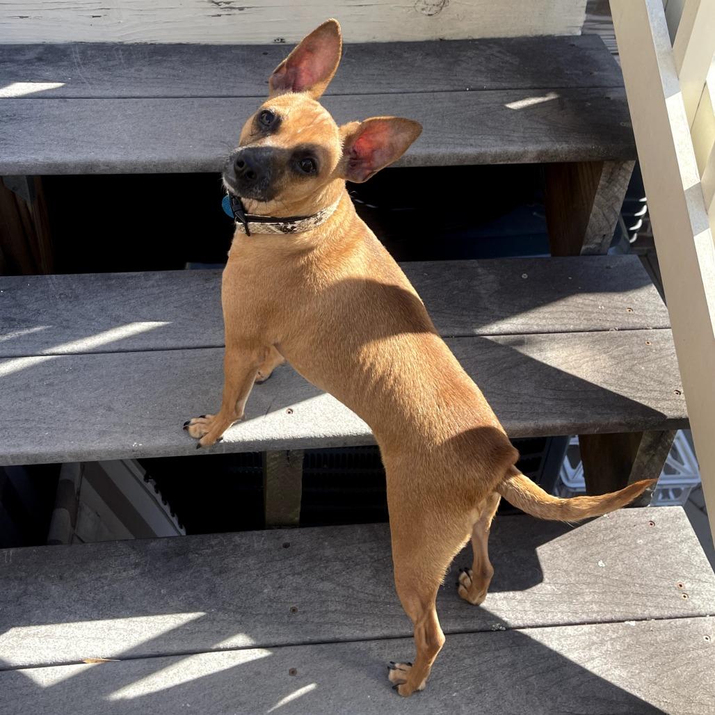 Enlarge Lil Mama, a Adoptable mixed breed in Washington, DC image 2/6