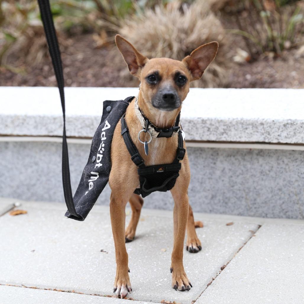 Enlarge Lil Mama, a Adoptable mixed breed in Washington, DC image 3/6