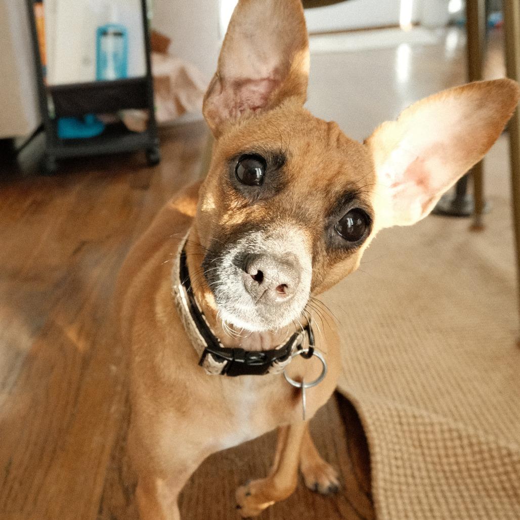 Enlarge Lil Mama, a Adoptable mixed breed in Washington, DC image 2/6