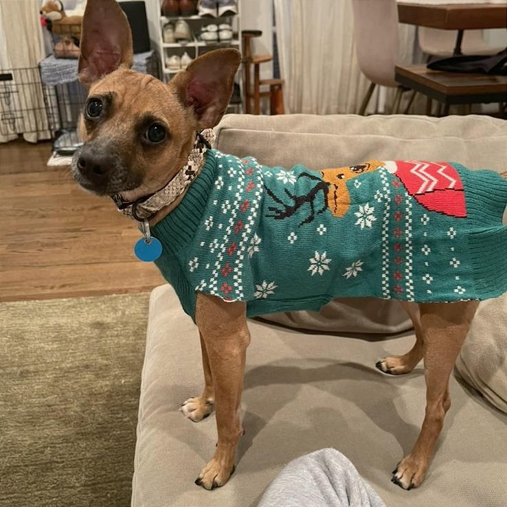 Enlarge Lil Mama, a Adoptable mixed breed in Washington, DC image 4/6