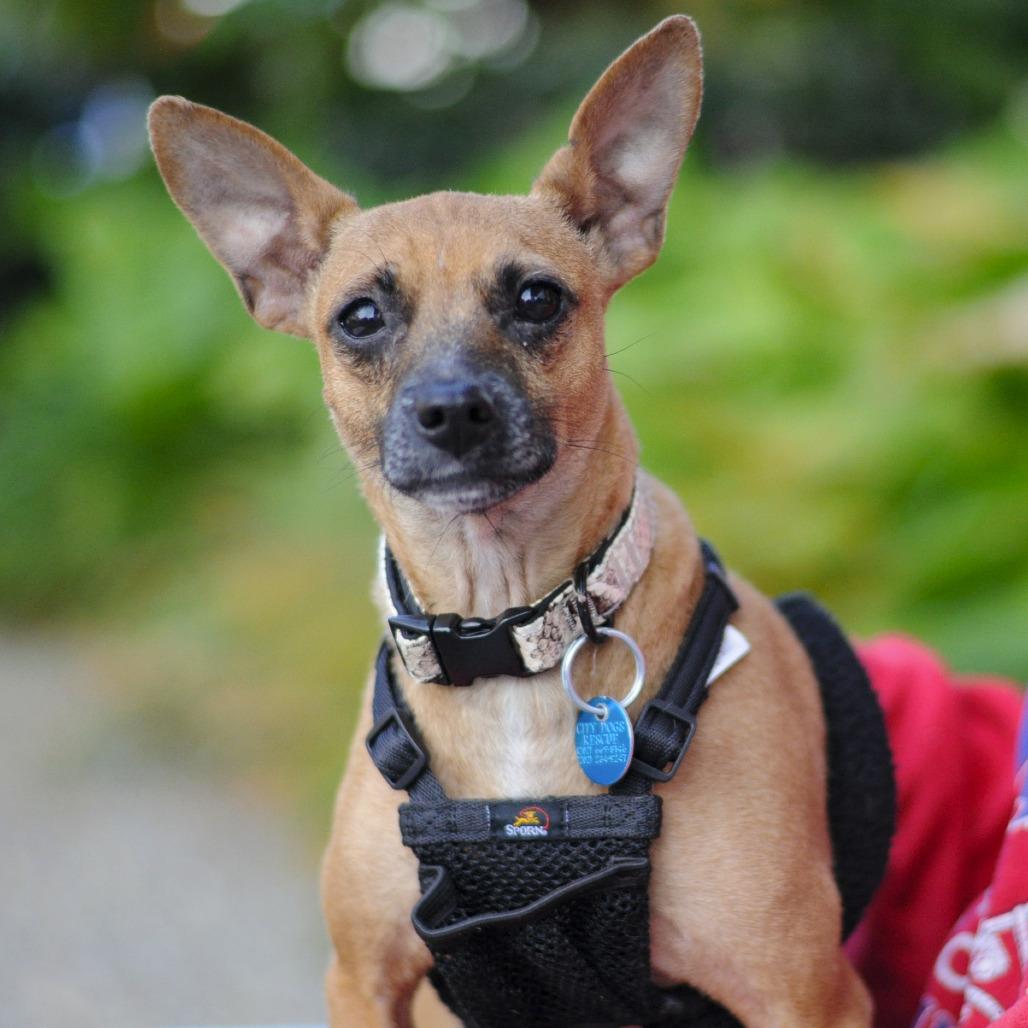 Enlarge Lil Mama, a Adoptable mixed breed in Washington, DC image 5/6