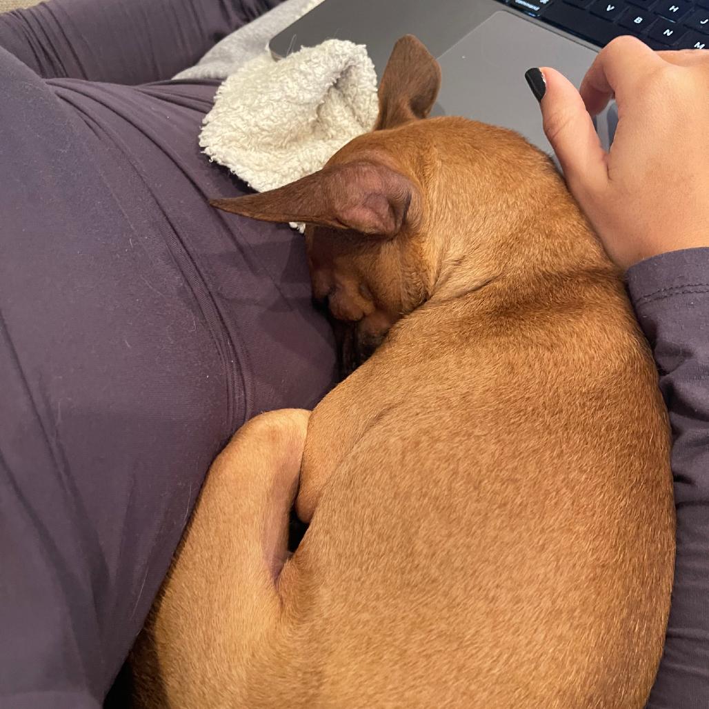 Enlarge Lil Mama, a Adoptable mixed breed in Washington, DC image 4/6