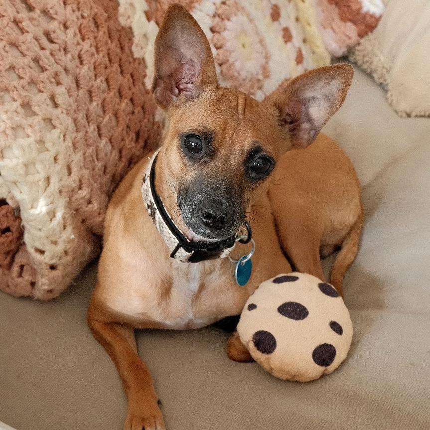 Enlarge Lil Mama, a Adoptable mixed breed in Washington, DC image 3/6