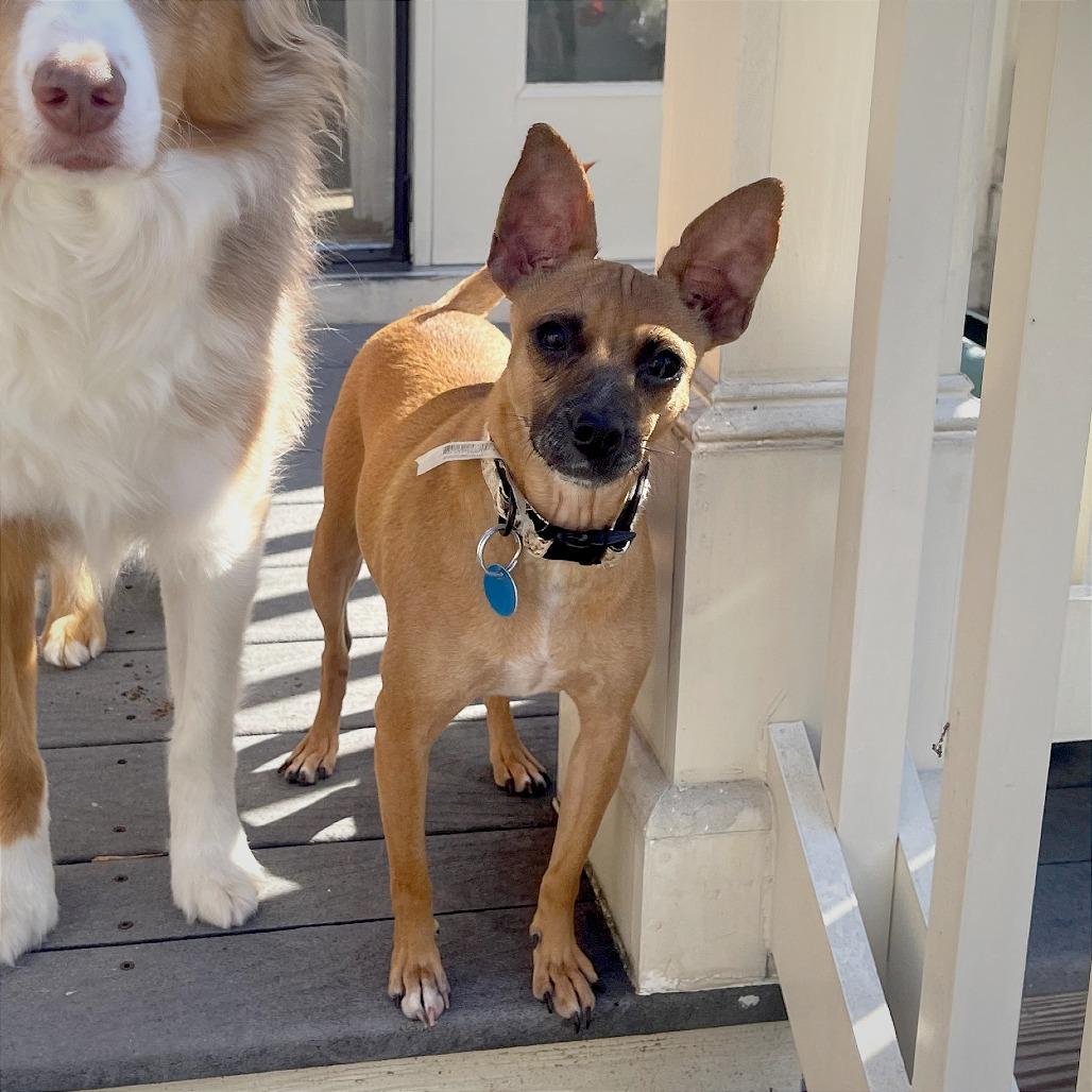 Enlarge Lil Mama, a Adoptable mixed breed in Washington, DC image 6/6