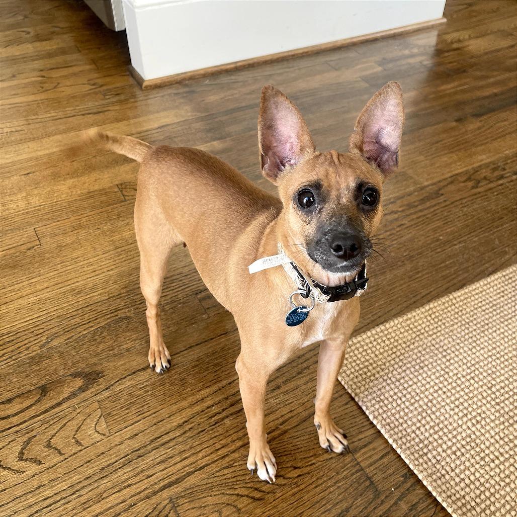 Enlarge Lil Mama, a Adoptable mixed breed in Washington, DC image 6/6