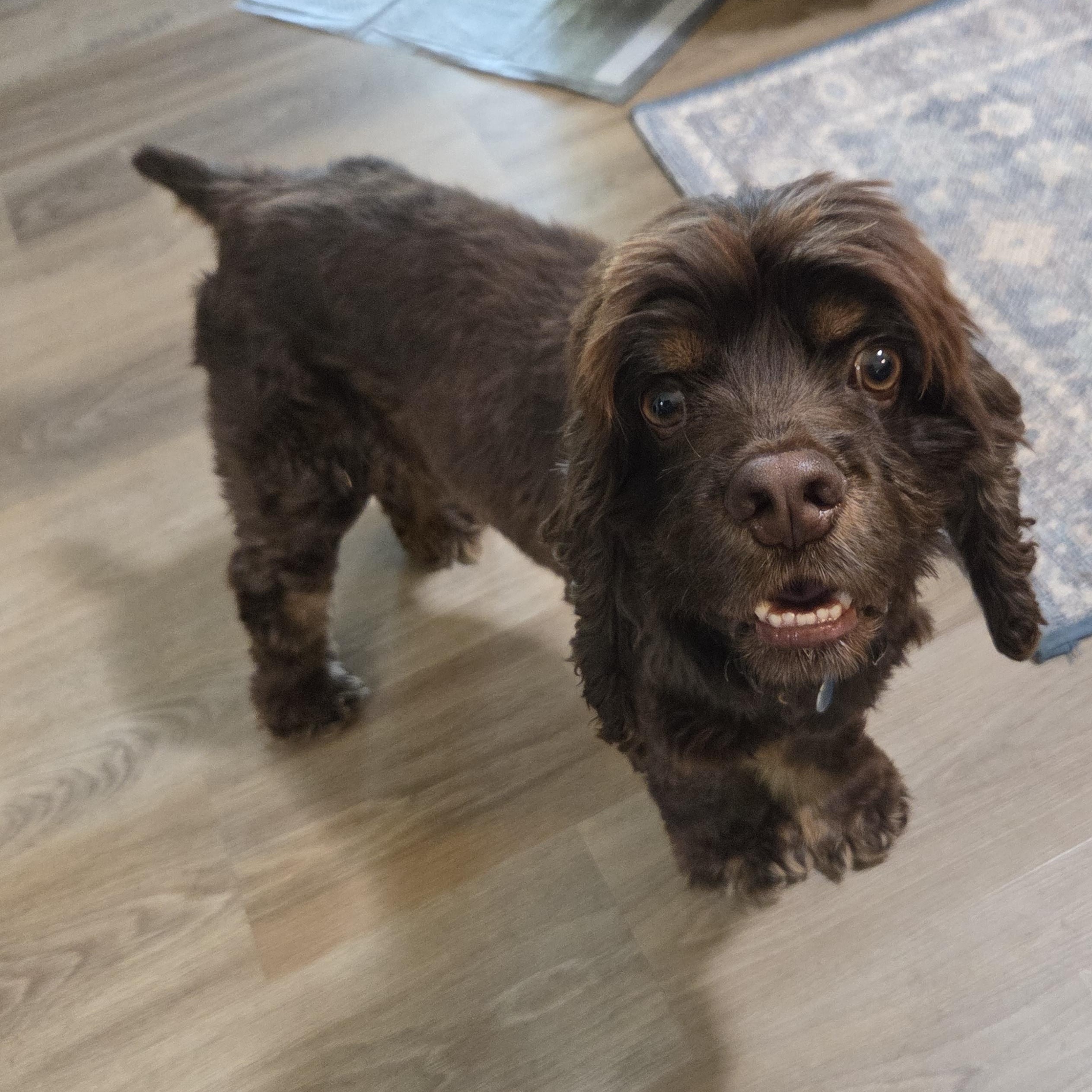 Hayden, Adoptable, Adult Male Cocker Spaniel.