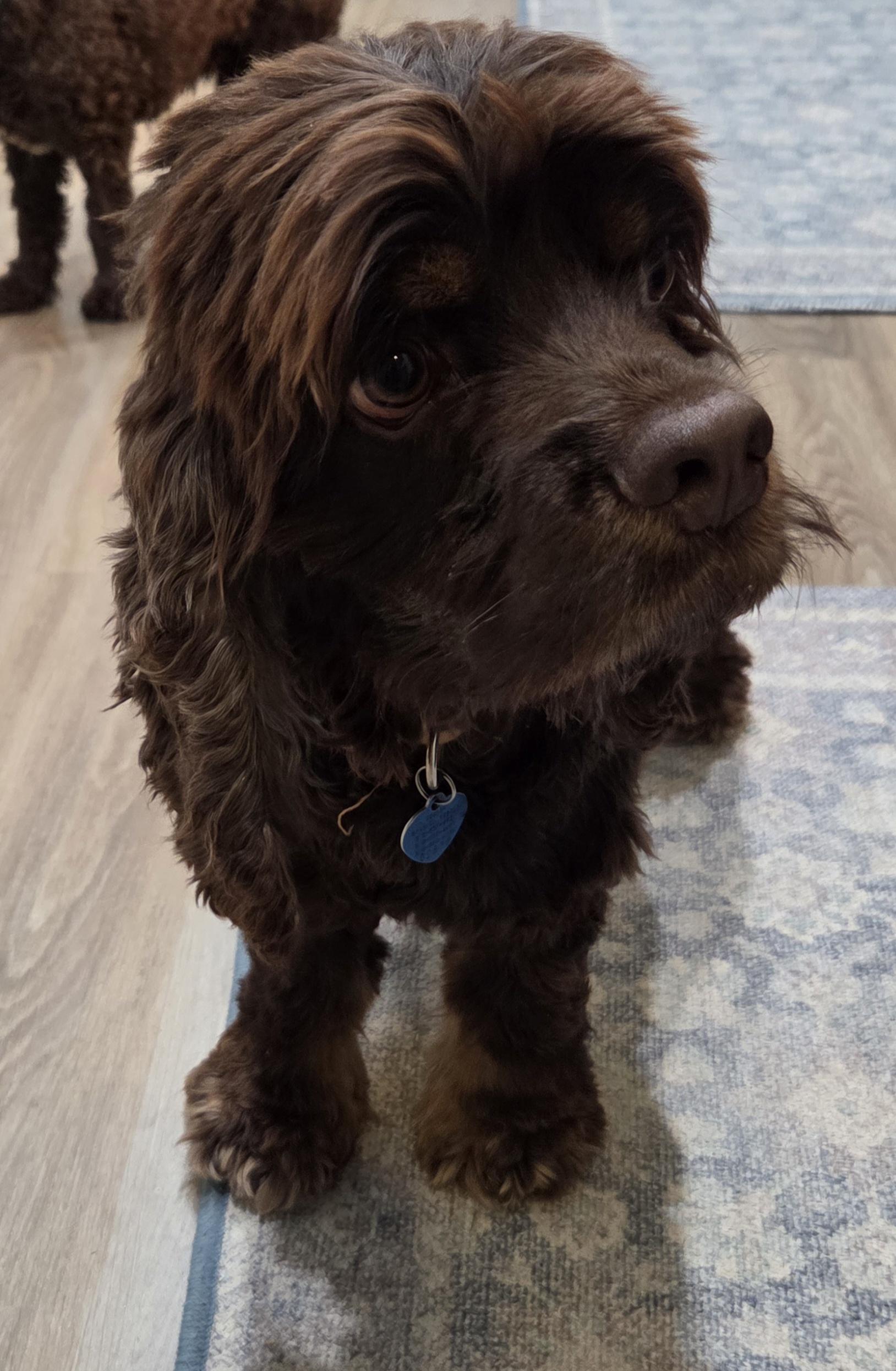 Hayden, a Adoptable Cocker Spaniel in Austin, TX image 2/5