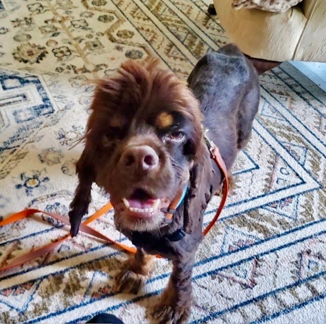 Hayden, a Adoptable Cocker Spaniel in Austin, TX image 4/5