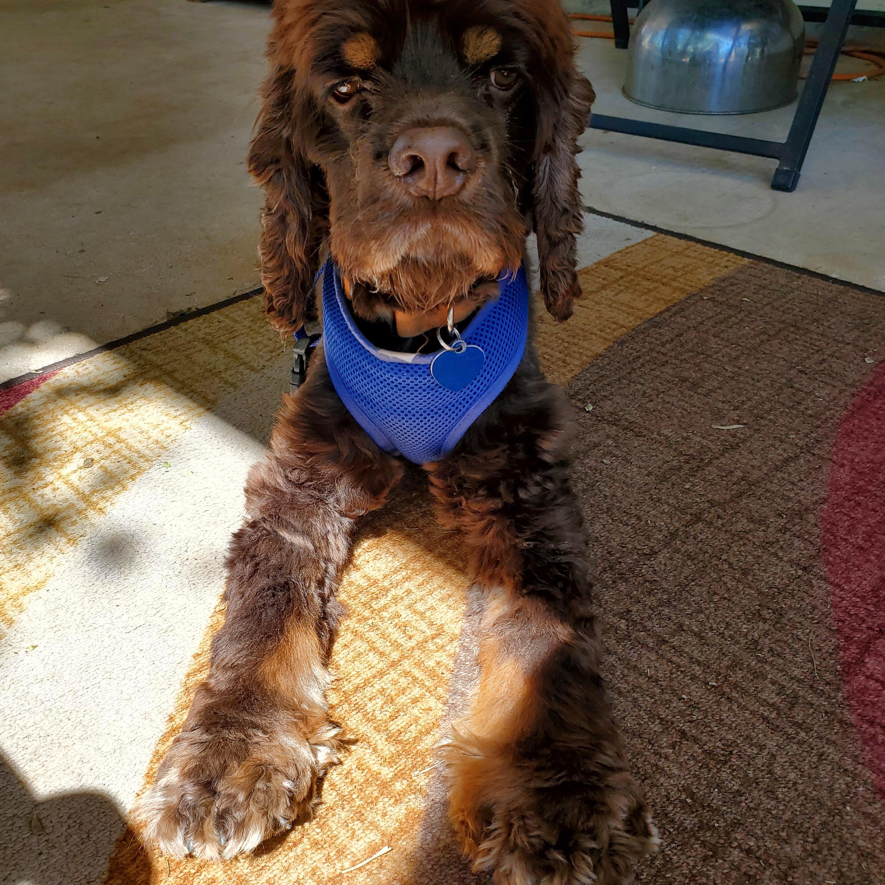 Hayden, a Adoptable Cocker Spaniel in Austin, TX image 3/5