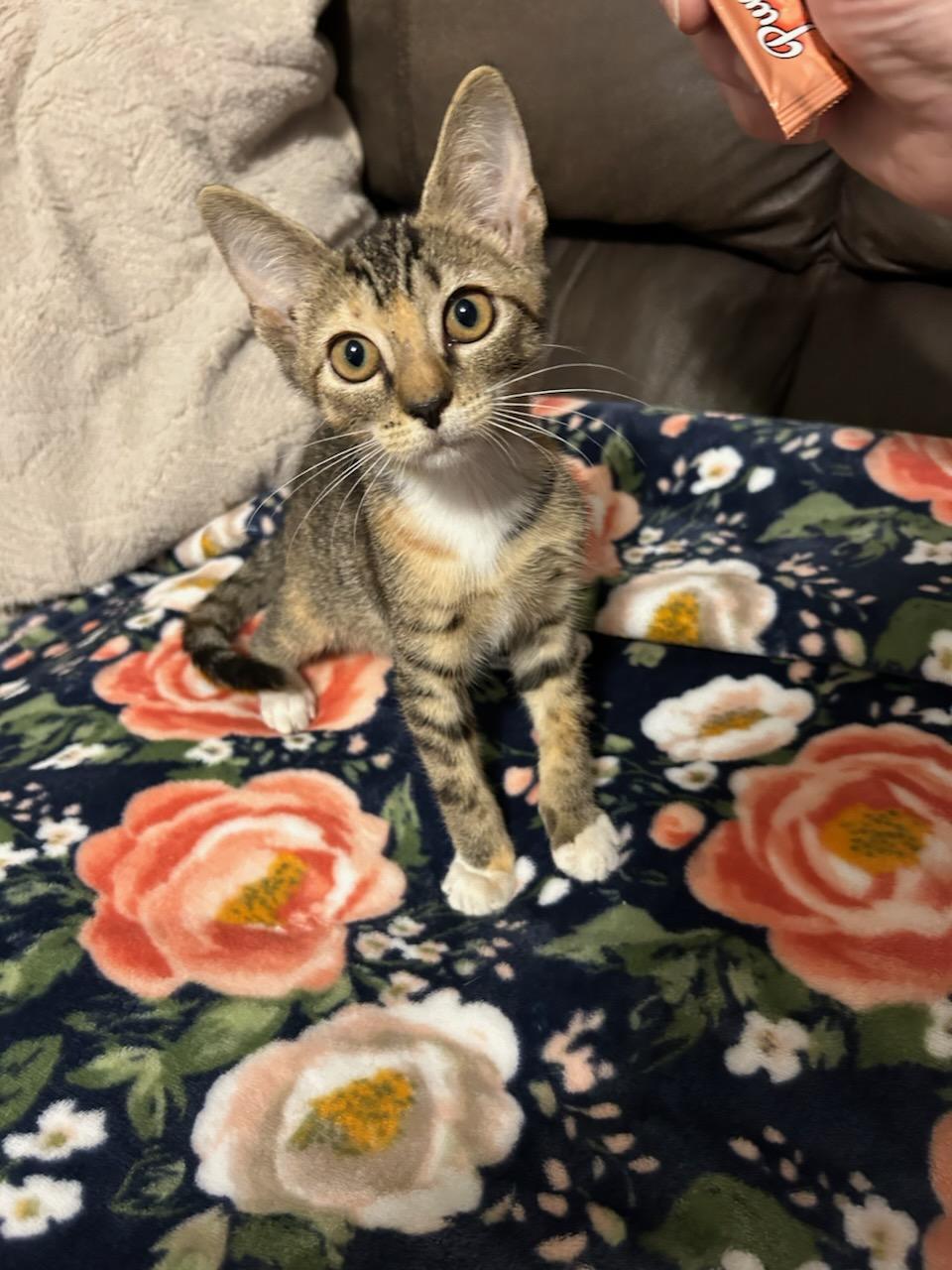 Enlarge TILLY, an adopted Tabby in Elgin, SC image 2/3