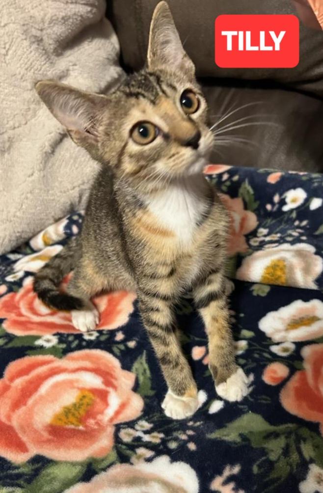 TILLY, adopted, Kitten Female Tabby.