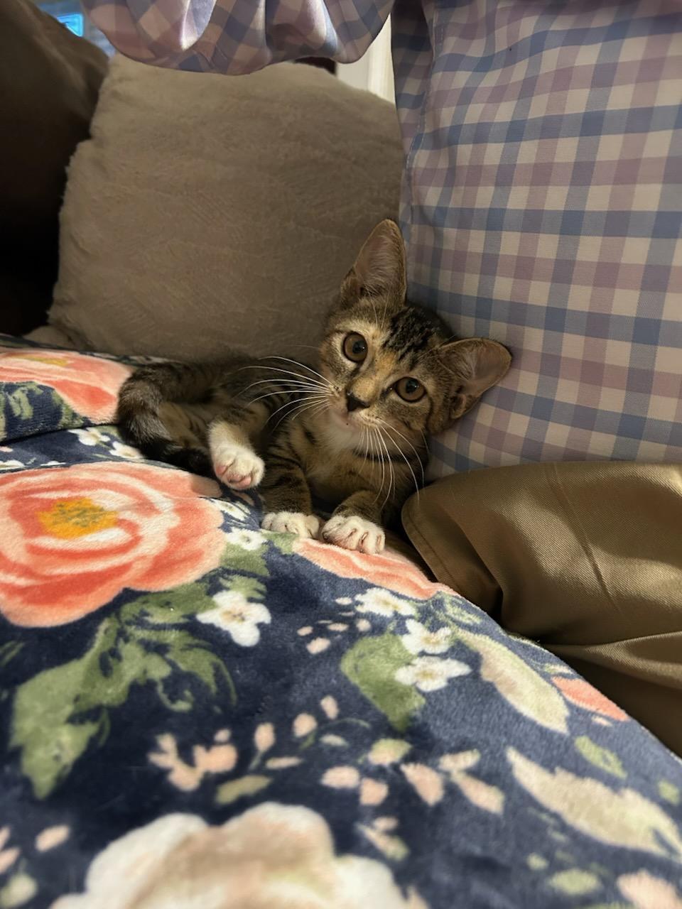 Enlarge TILLY, an adopted Tabby in Elgin, SC image 3/3