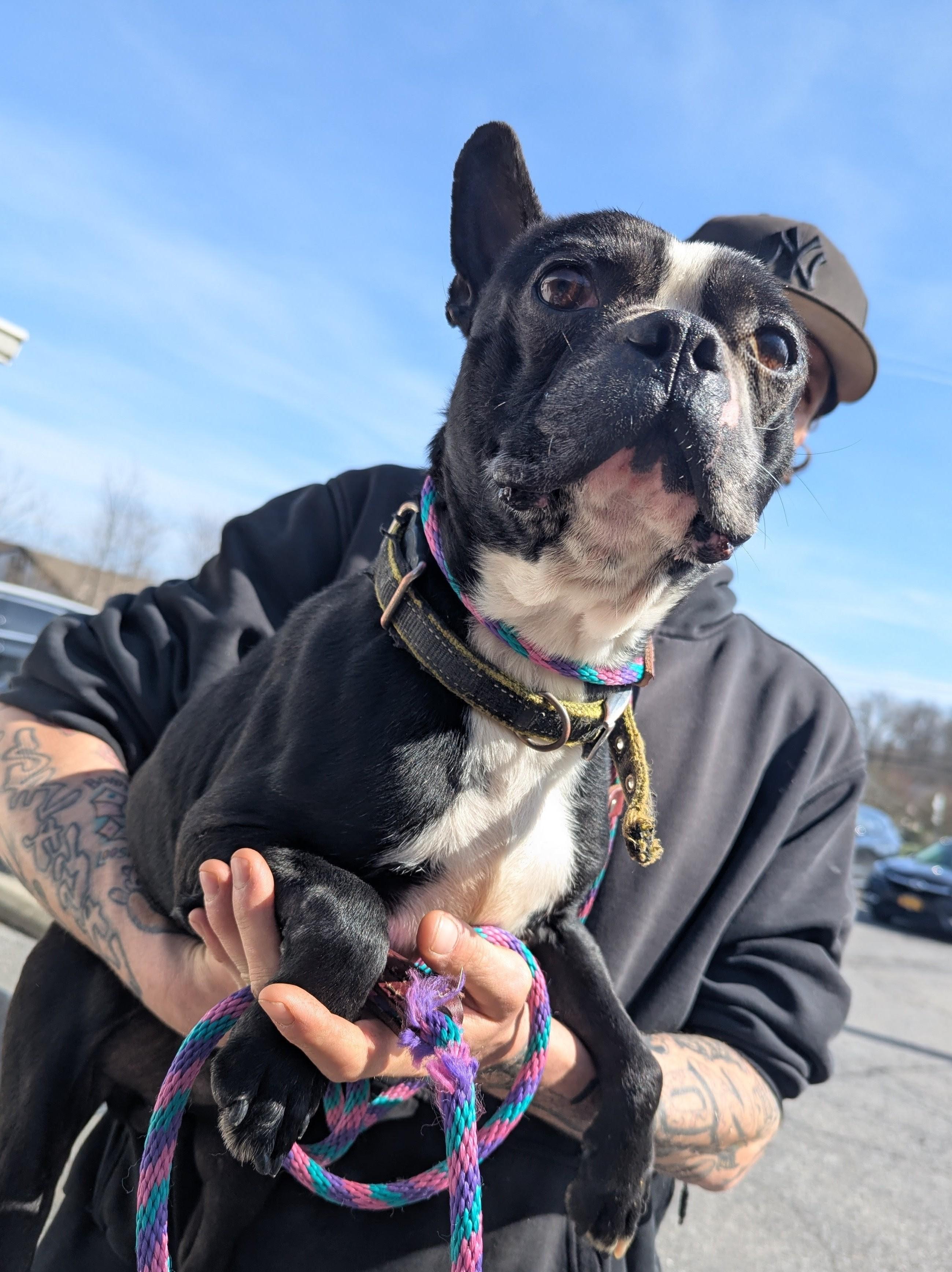 Rocky, adopted, Adult Male Boston Terrier.