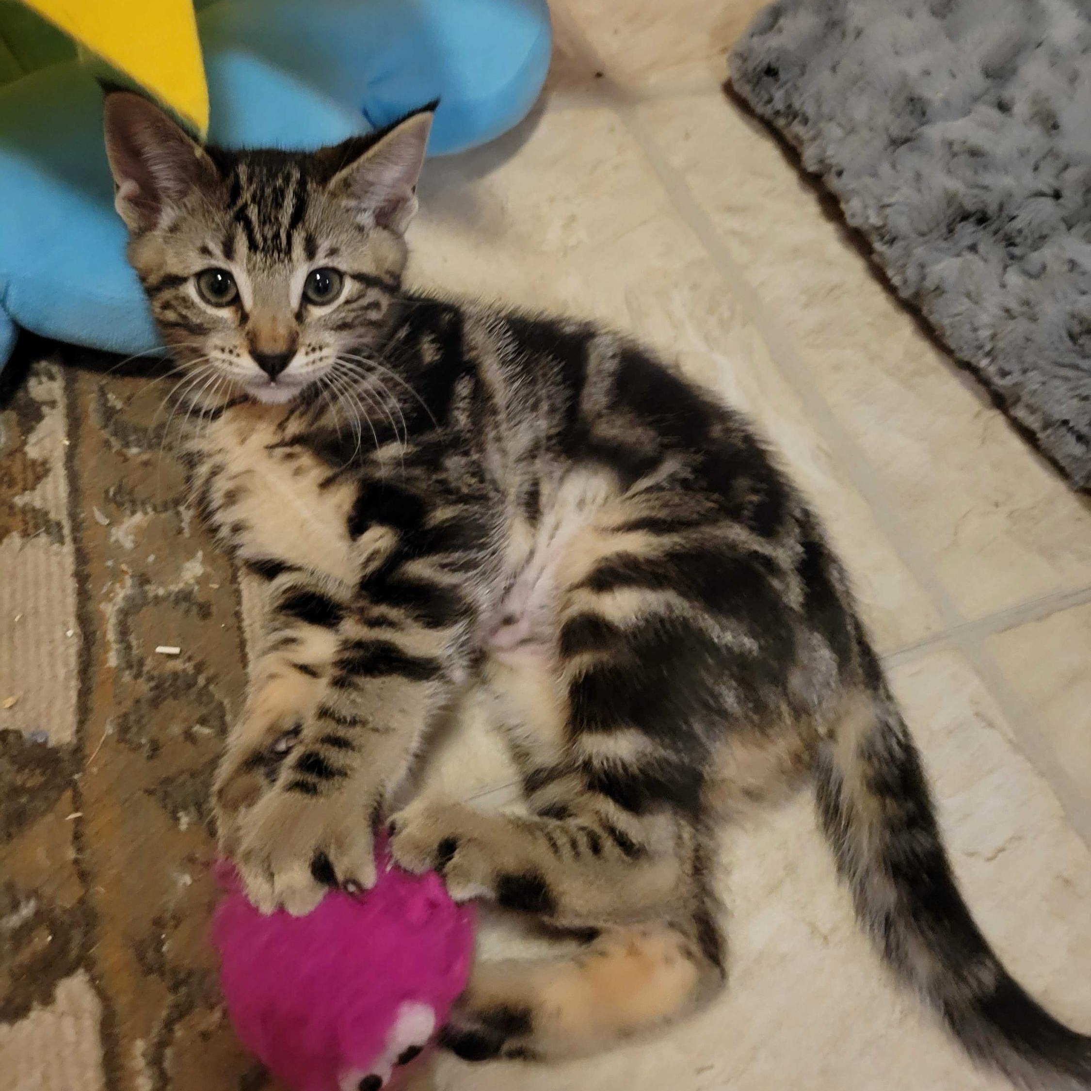 Norah, Baby Female unknown