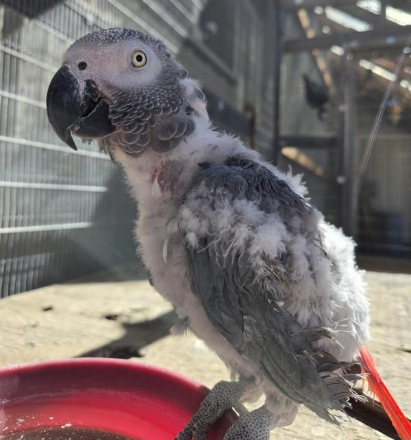 Strudel, Adoptable, Senior Male African Grey.