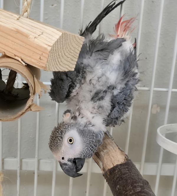 Enlarge Strudel, a Adoptable African Grey in Elizabeth, CO image 1/4