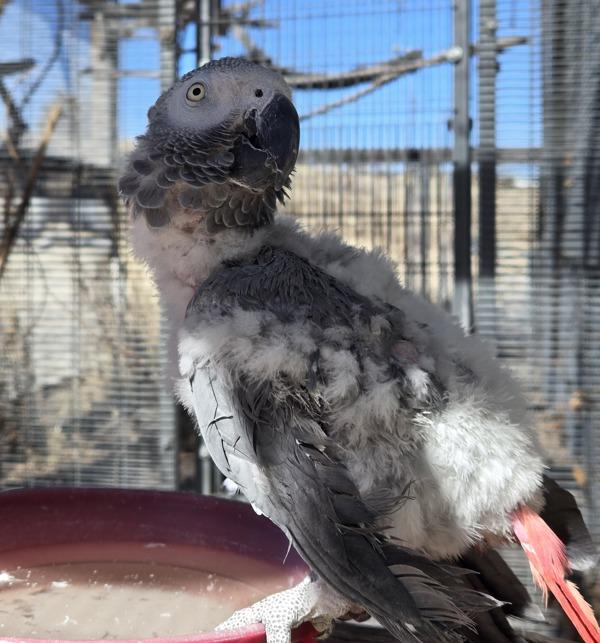 Enlarge Strudel, a Adoptable African Grey in Elizabeth, CO image 3/4