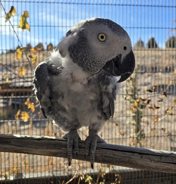 Enlarge Strudel, a Adoptable African Grey in Elizabeth, CO image 4/4
