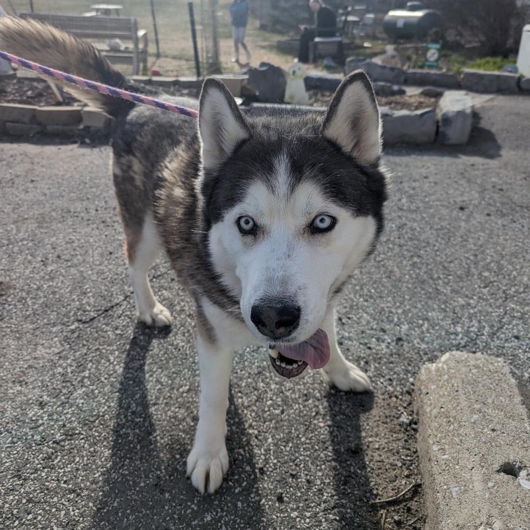 Snoopy, Adoptable, Adult Male Siberian Husky.