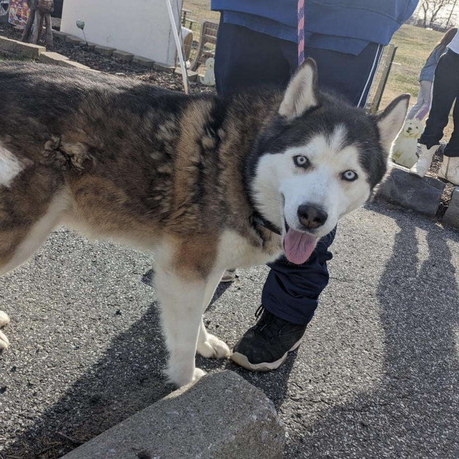 Enlarge Snoopy, a Adoptable mixed breed in New Windsor, NY image 2/3