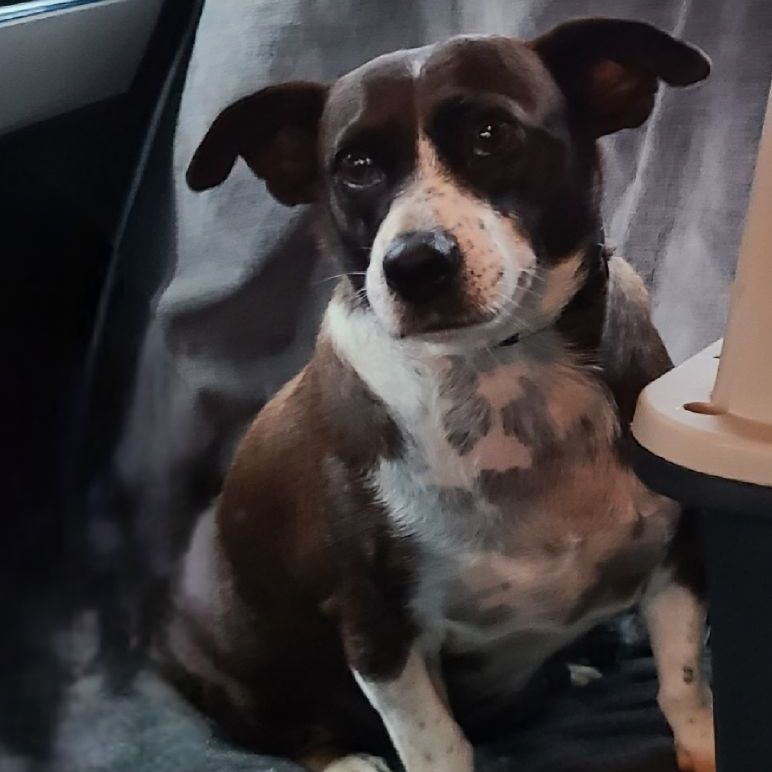 Zury, Adoptable, Adult Female Dachshund & Lancashire Heeler.