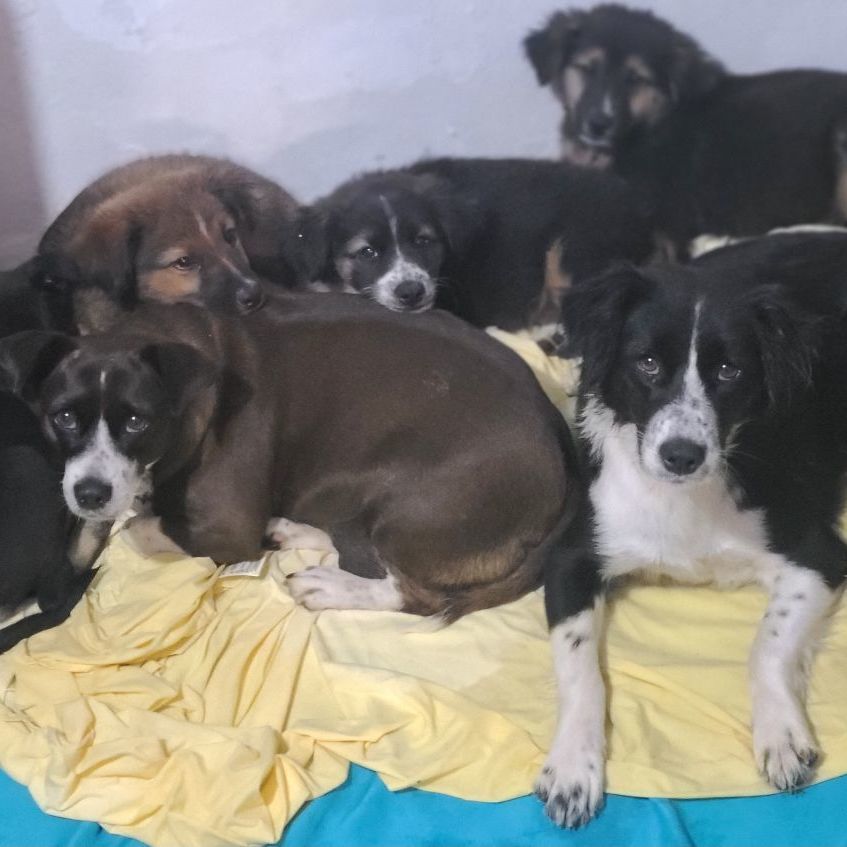 Zury, a Adoptable mixed breed in Barranquitas, PR image 3/3