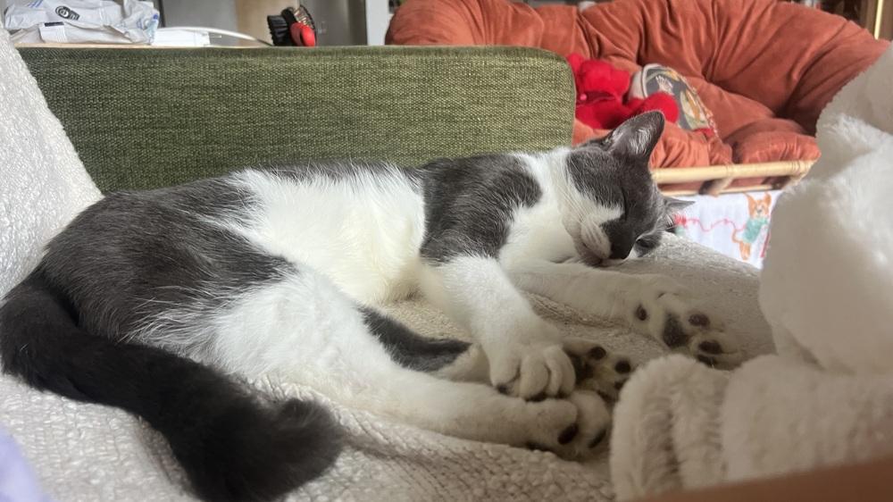 Miles, a ADOPTABLE Domestic Short Hair in Denver, CO image 3/3