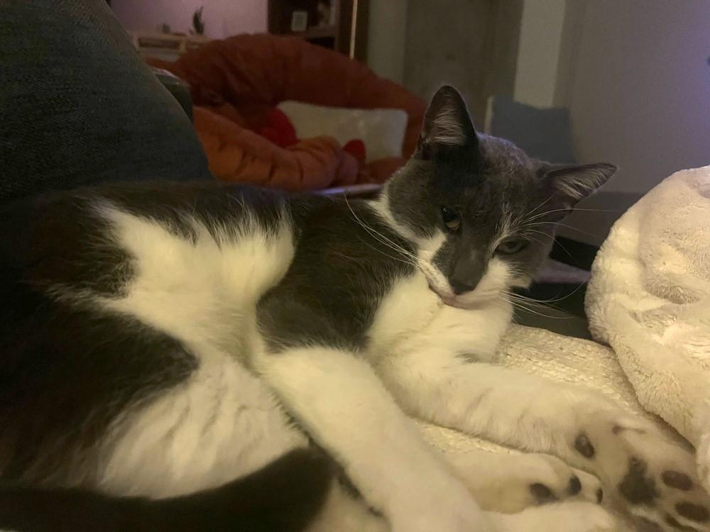 Miles, a ADOPTABLE Domestic Short Hair in Denver, CO image 2/3