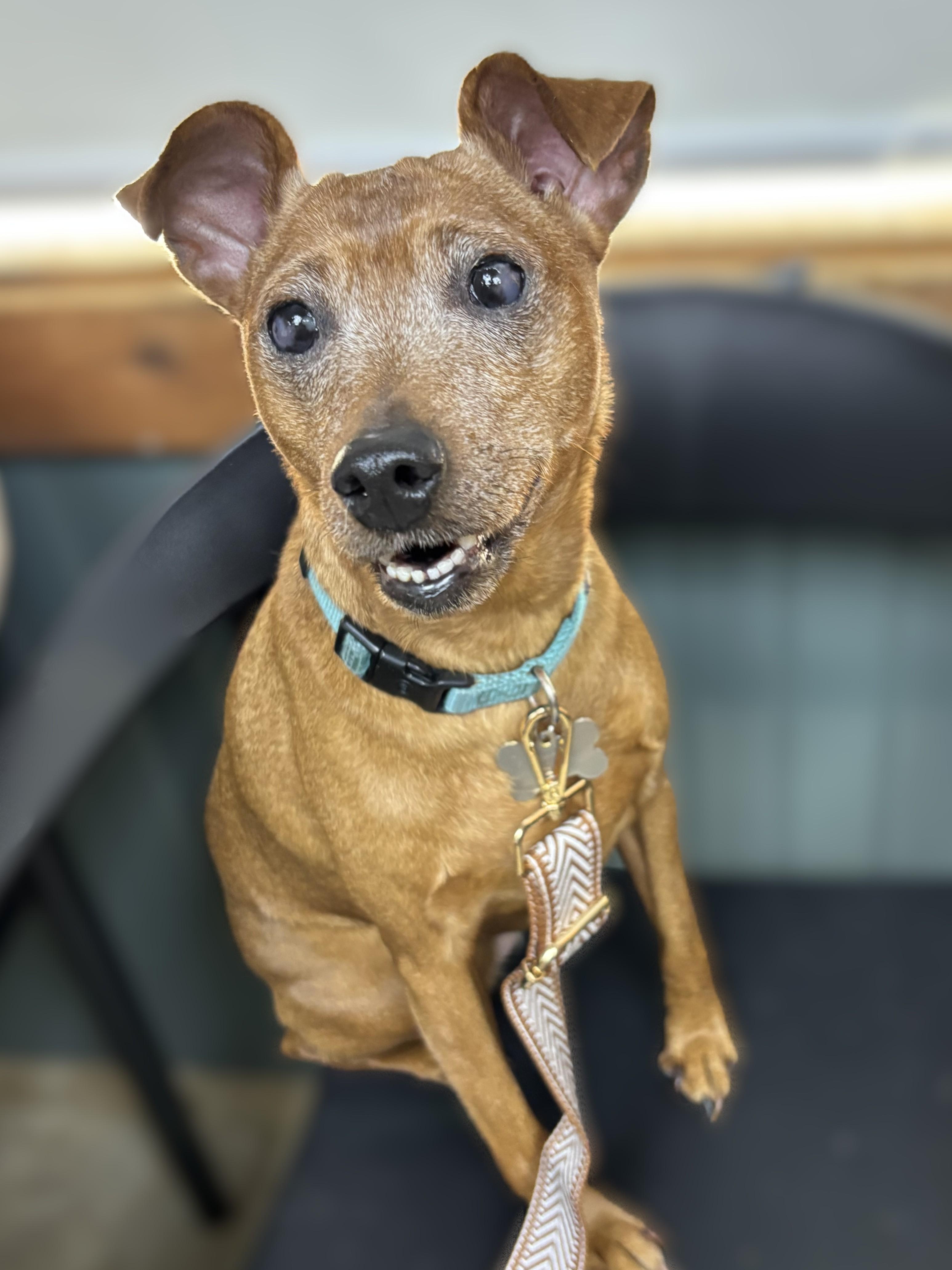 Enlarge Molly B'Golly, a ADOPTABLE mixed breed in Kellogg, ID image 1/4