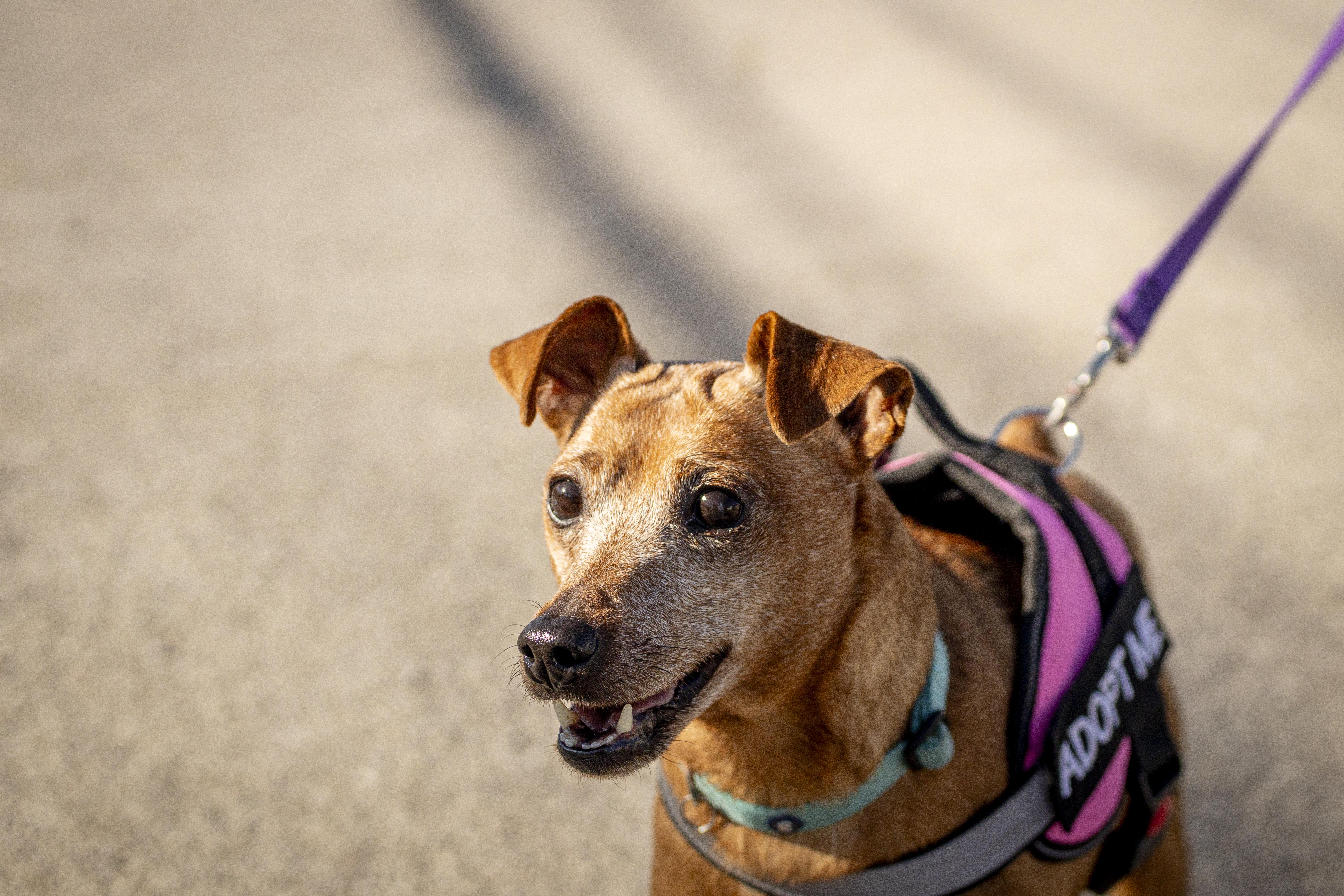 Enlarge Molly B'Golly, a Adoptable mixed breed in Kellogg, ID image 2/5