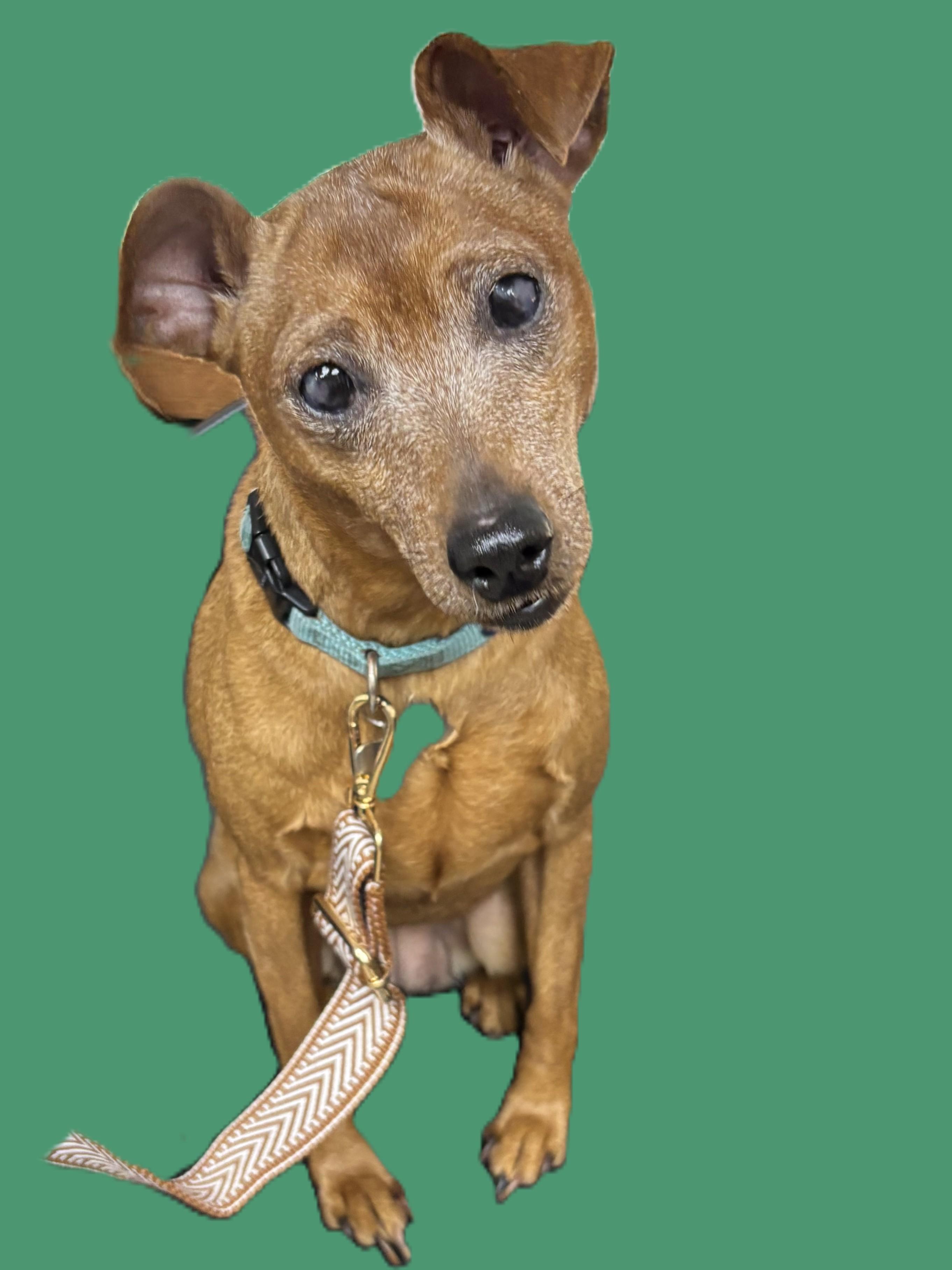 Enlarge Molly B'Golly, a ADOPTABLE mixed breed in Kellogg, ID image 4/4