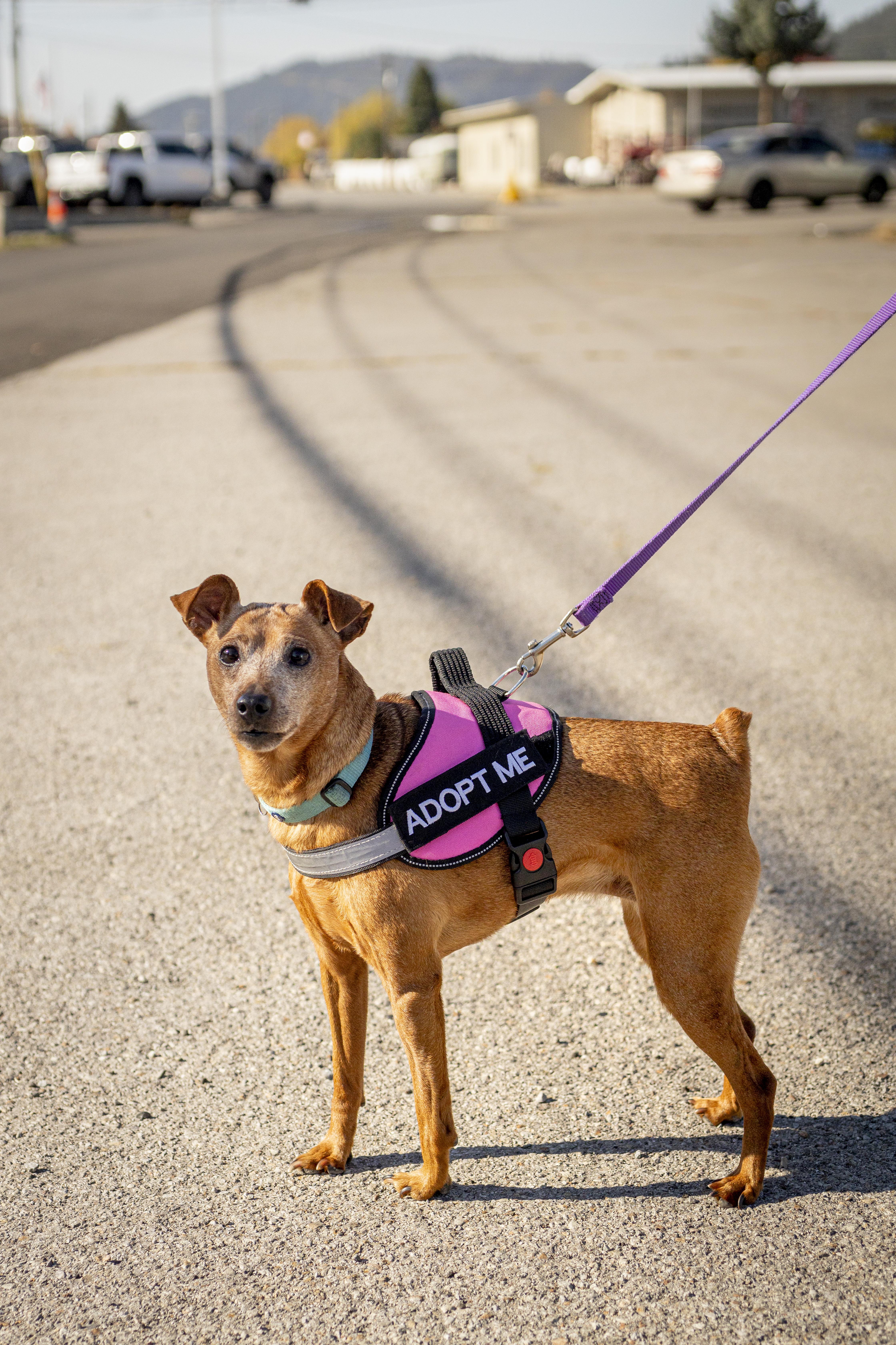 Enlarge Molly B'Golly, a Adoptable mixed breed in Kellogg, ID image 3/5