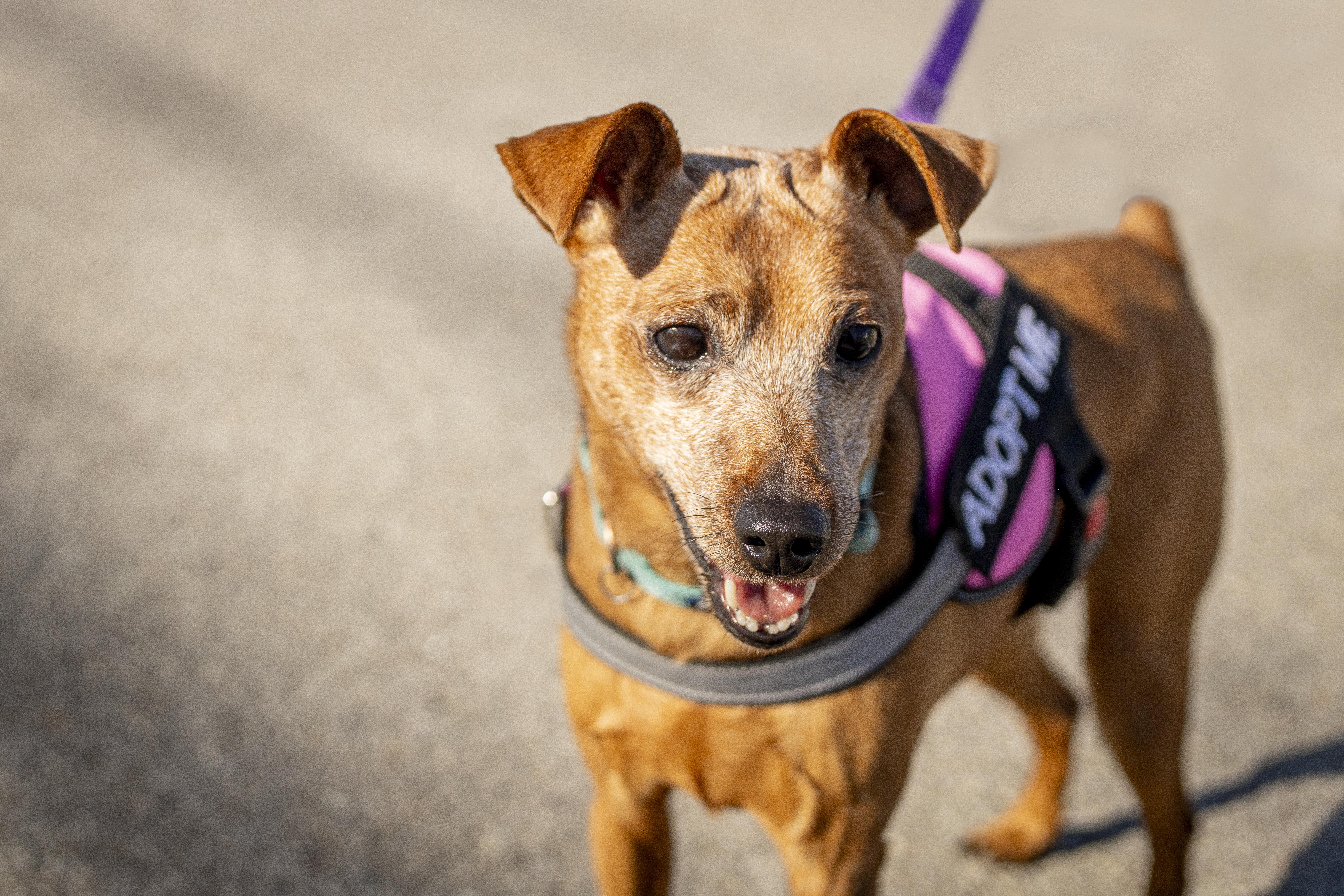 Enlarge Molly B'Golly, a Adoptable mixed breed in Kellogg, ID image 1/5