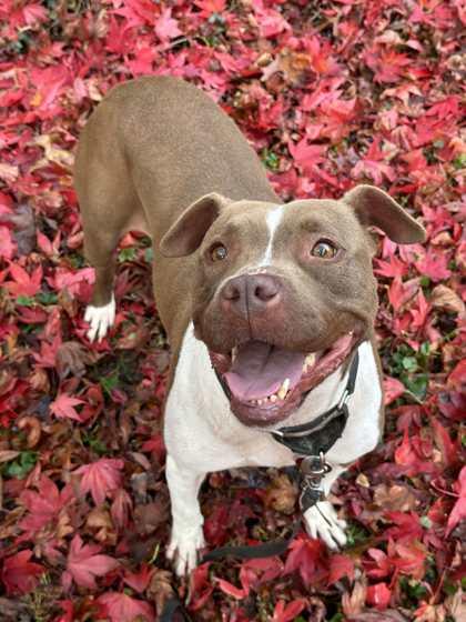 Peach, Adoptable, Young Female Boxer & American Staffordshire Terrier.