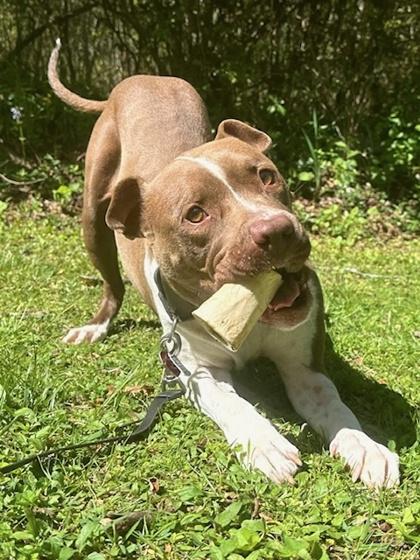 Peach, Adoptable, Young Female Boxer & American Staffordshire Terrier.